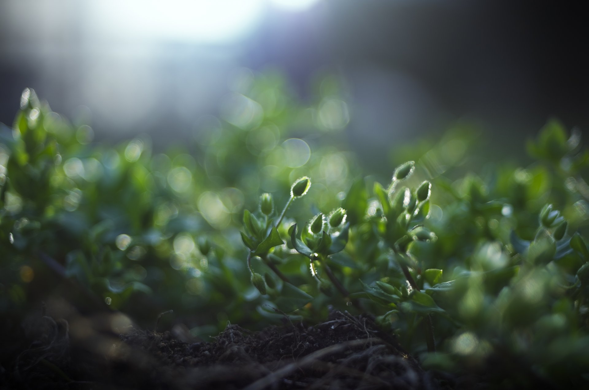 macro piante erba verde terra radici natura luce abbagliamento sfocatura