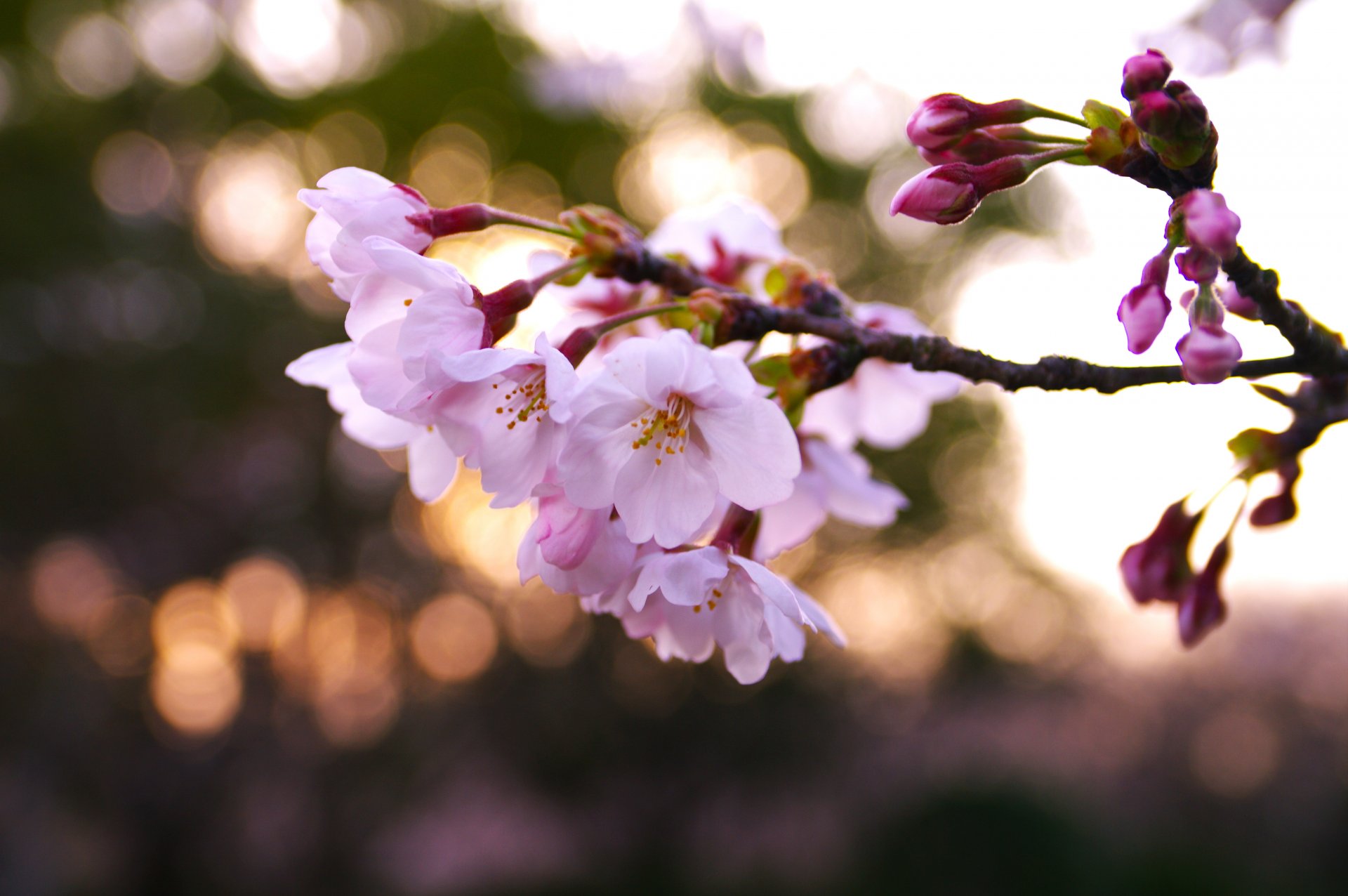 branche cerise sakura rose fleurs pétales printemps lumière éblouissement flou macro nature