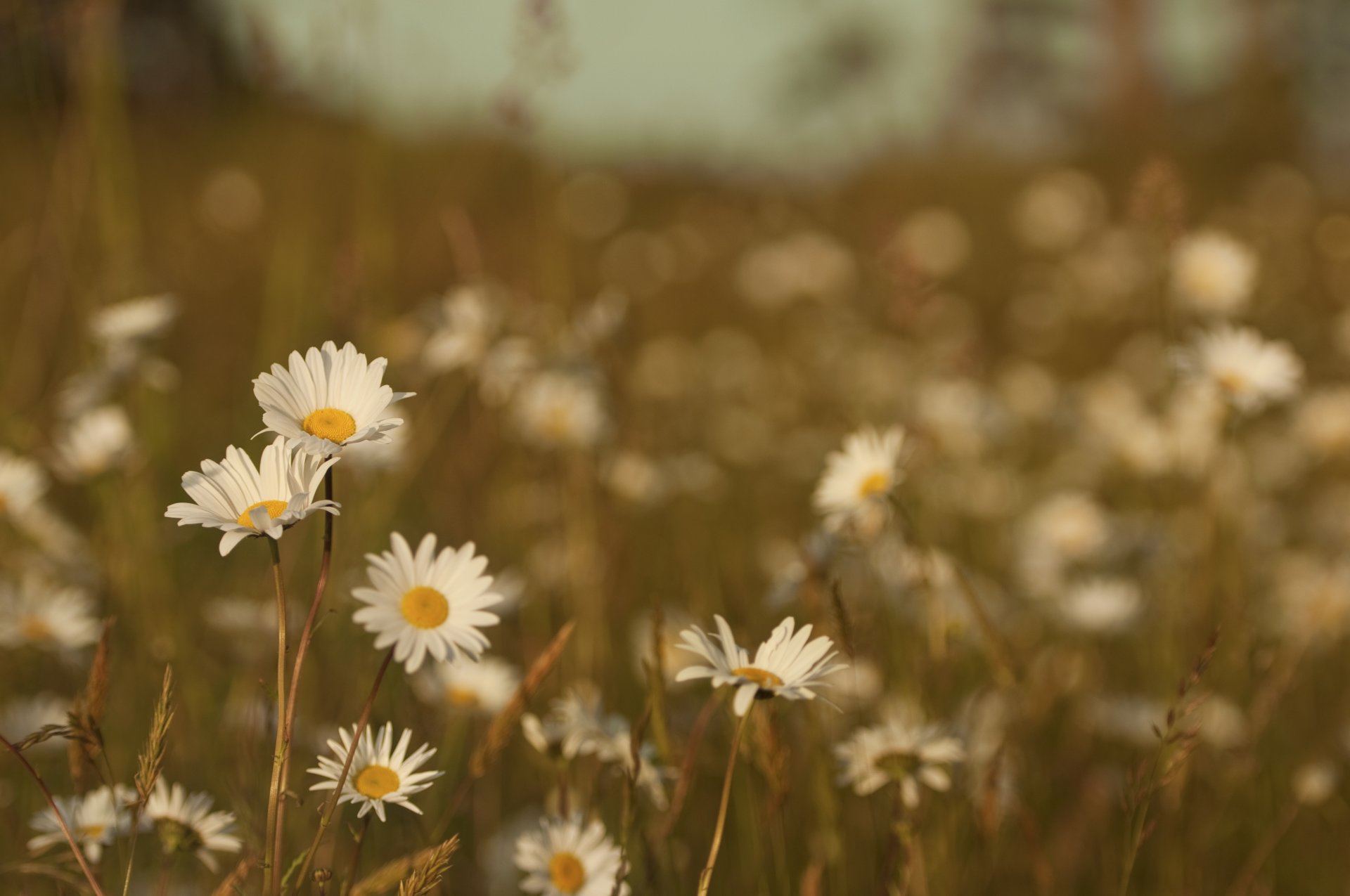 stokrotki kwiaty trawa łąka pole lato kolor ciepło natura makro rośliny