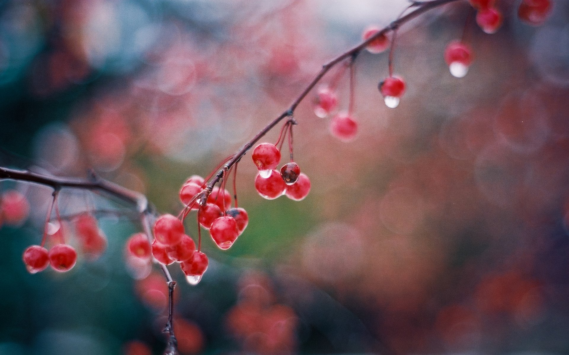 berries branch wet drops reflection