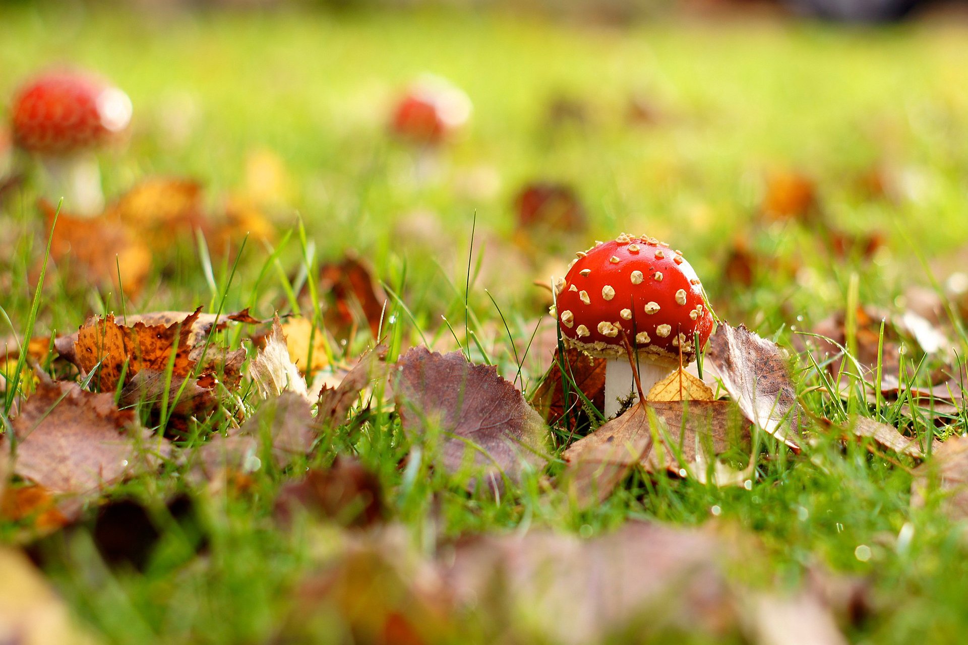 macro hongo amanita otoño hierba follaje