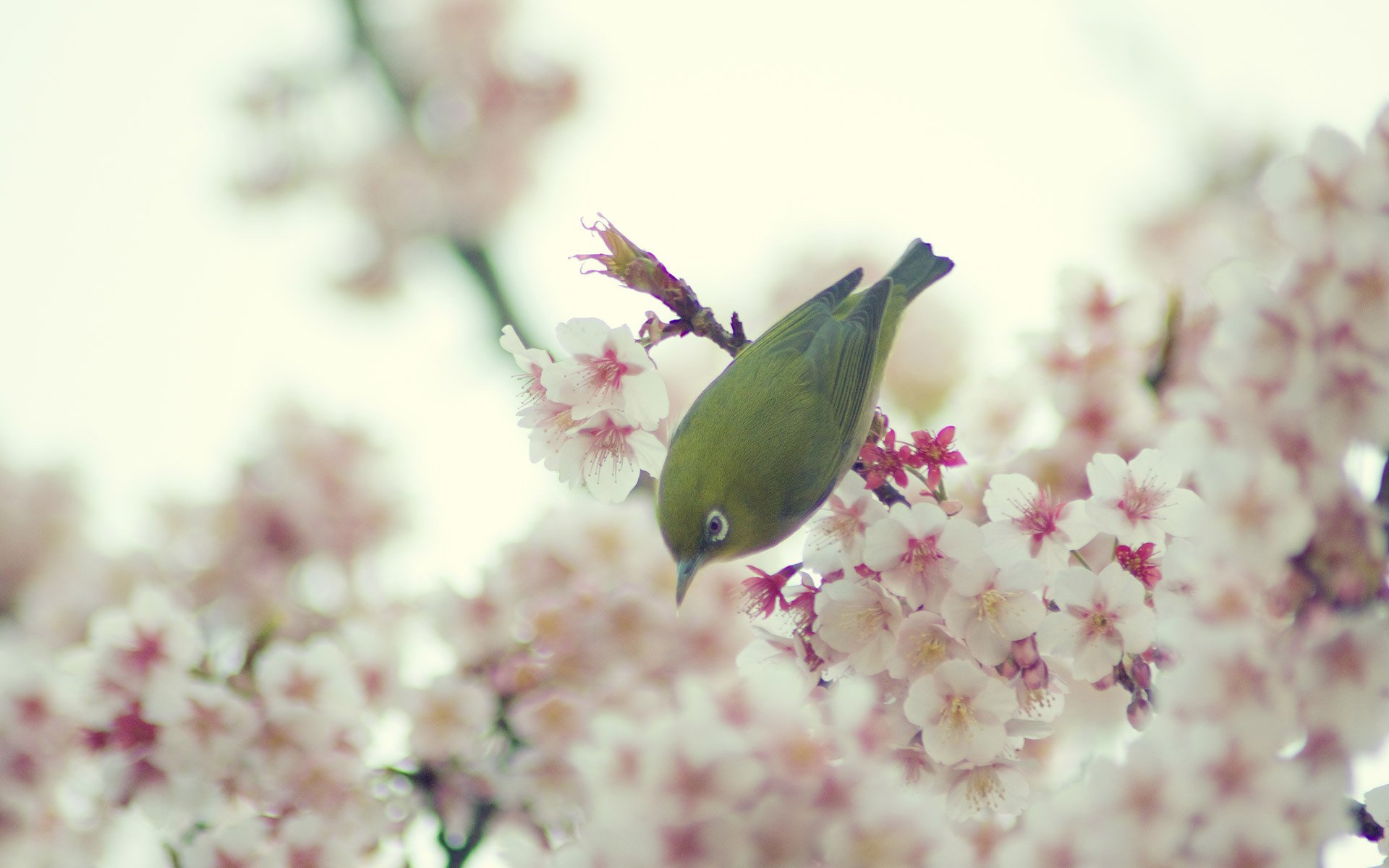 poultry cherry blossoms flower spring