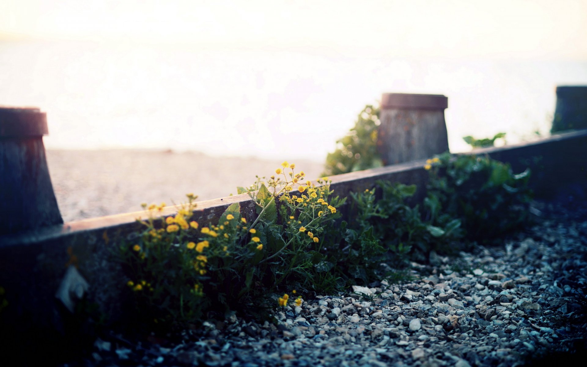 flower gravel close up street