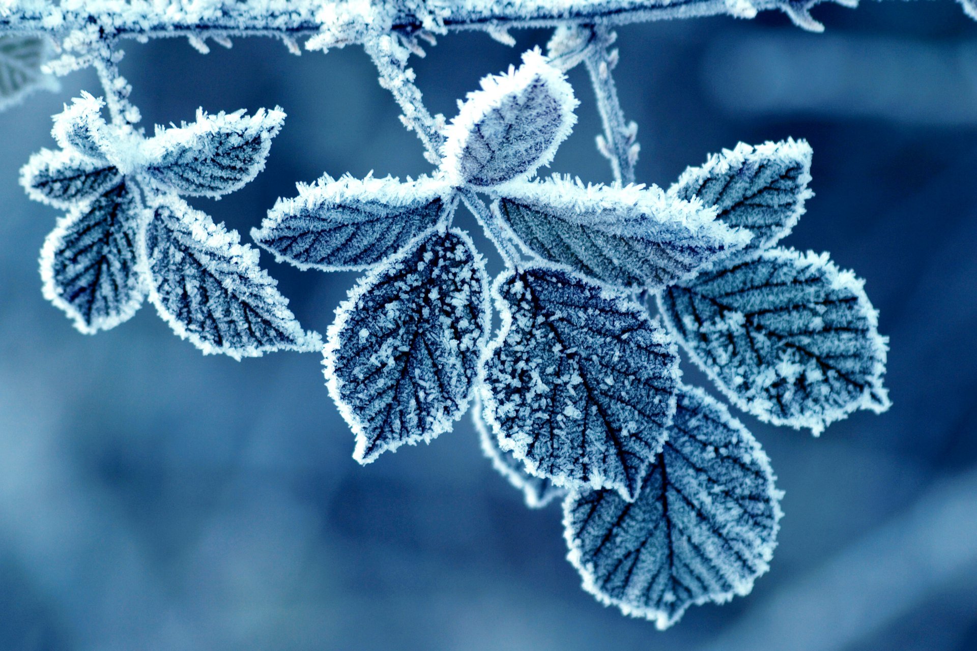 hojas rosa escarcha escarcha patrón invierno mañana