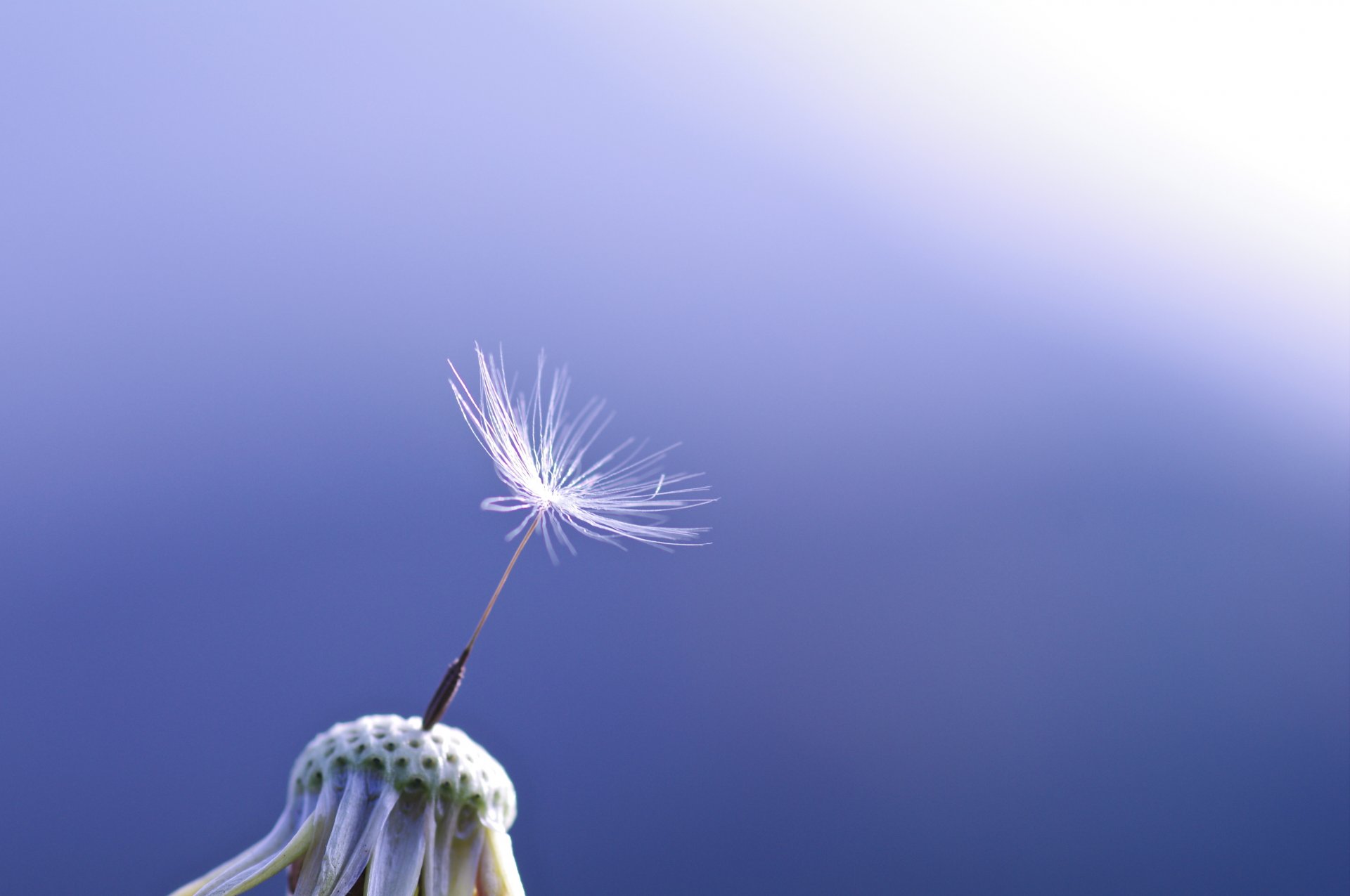 close up dandelion one background blue