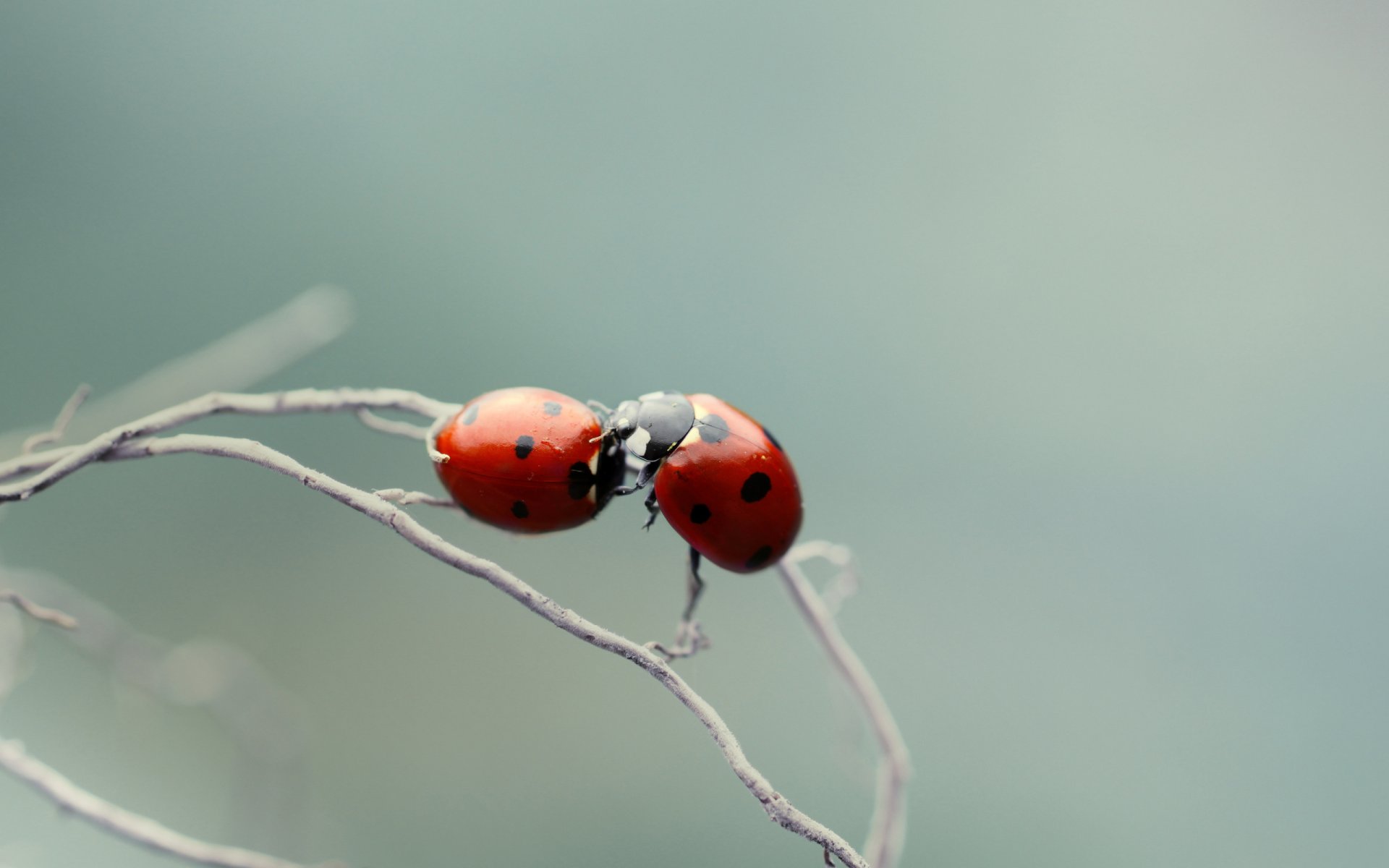 god ladybugs branch close up