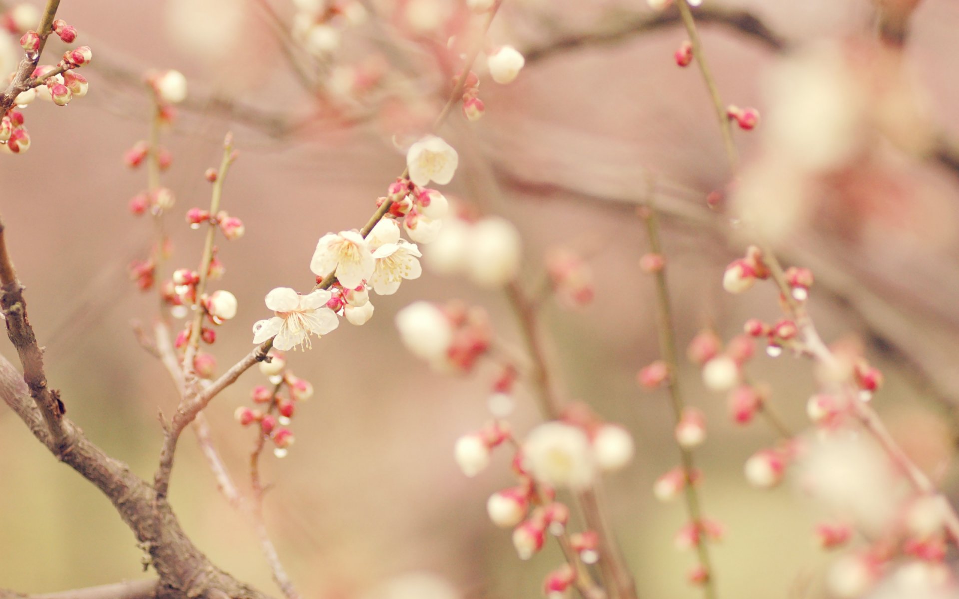 primavera árbol floración