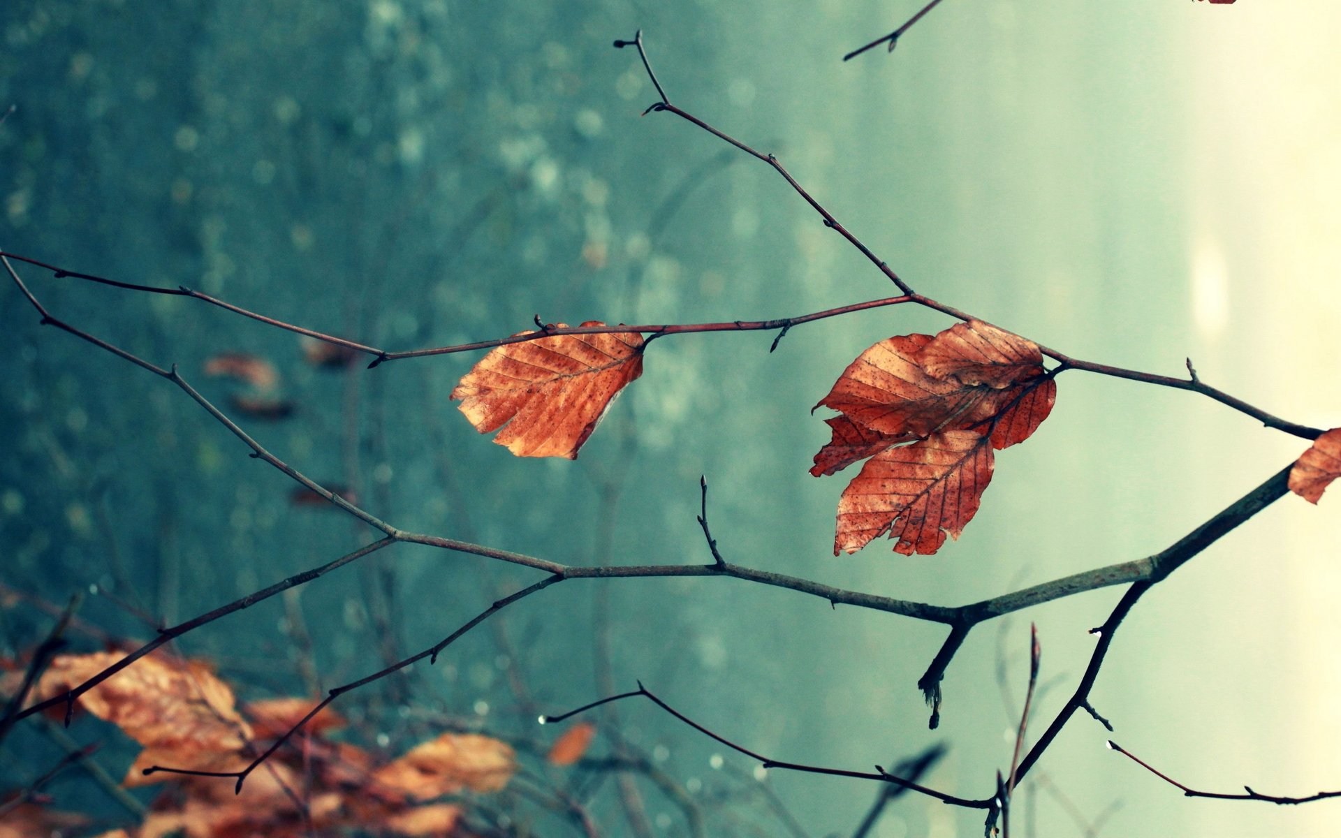 naturaleza otoño hojas ramas macro