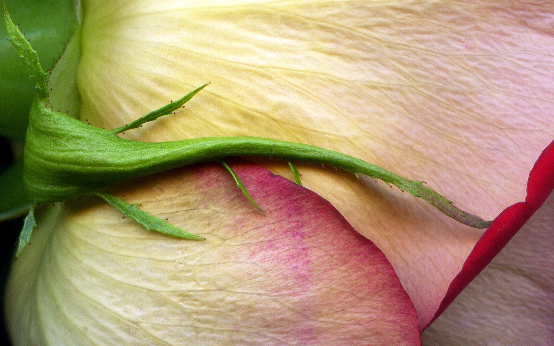 rosa brote macro