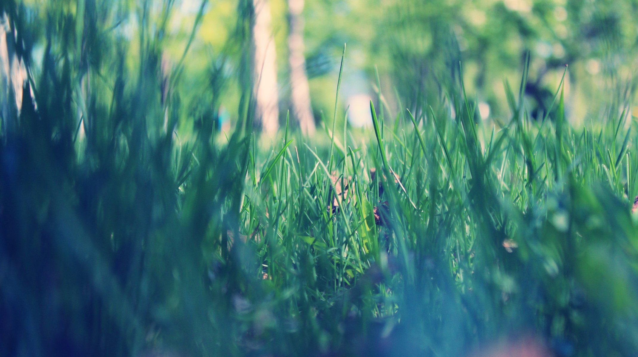 close up grass green morning park spring