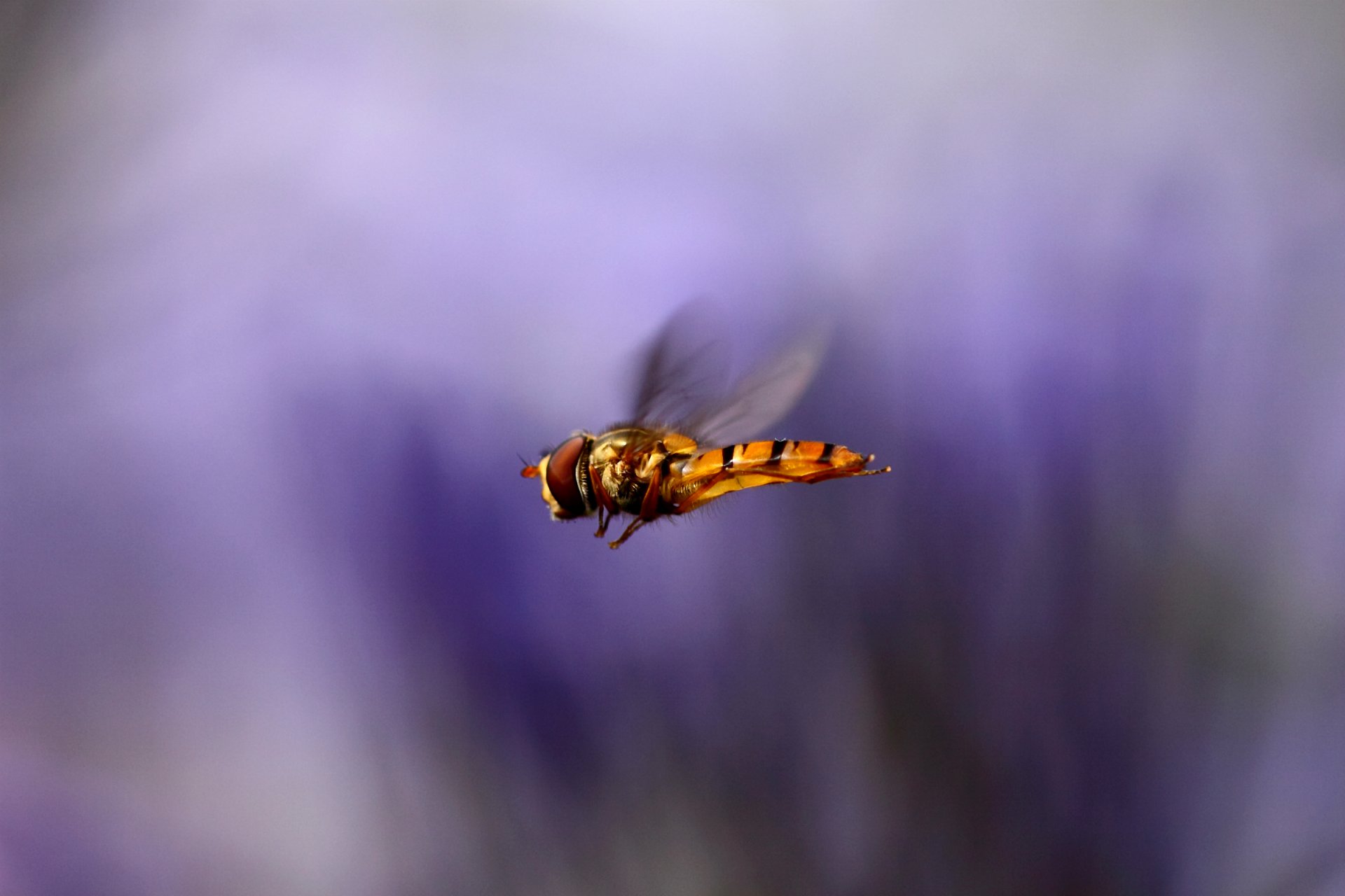 insecto alas vuelo macro desenfoque lila fondo