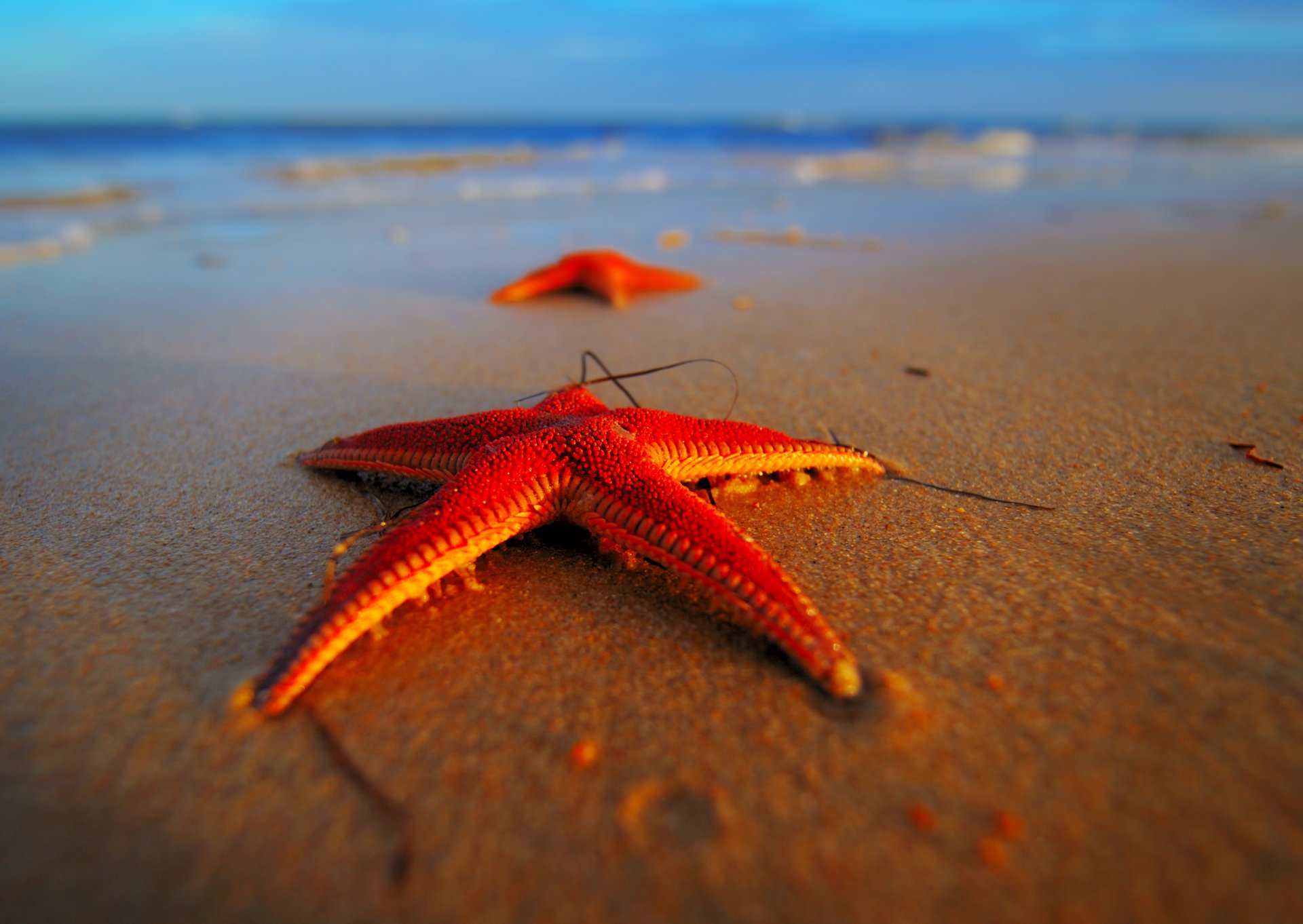 close up red star sea beach