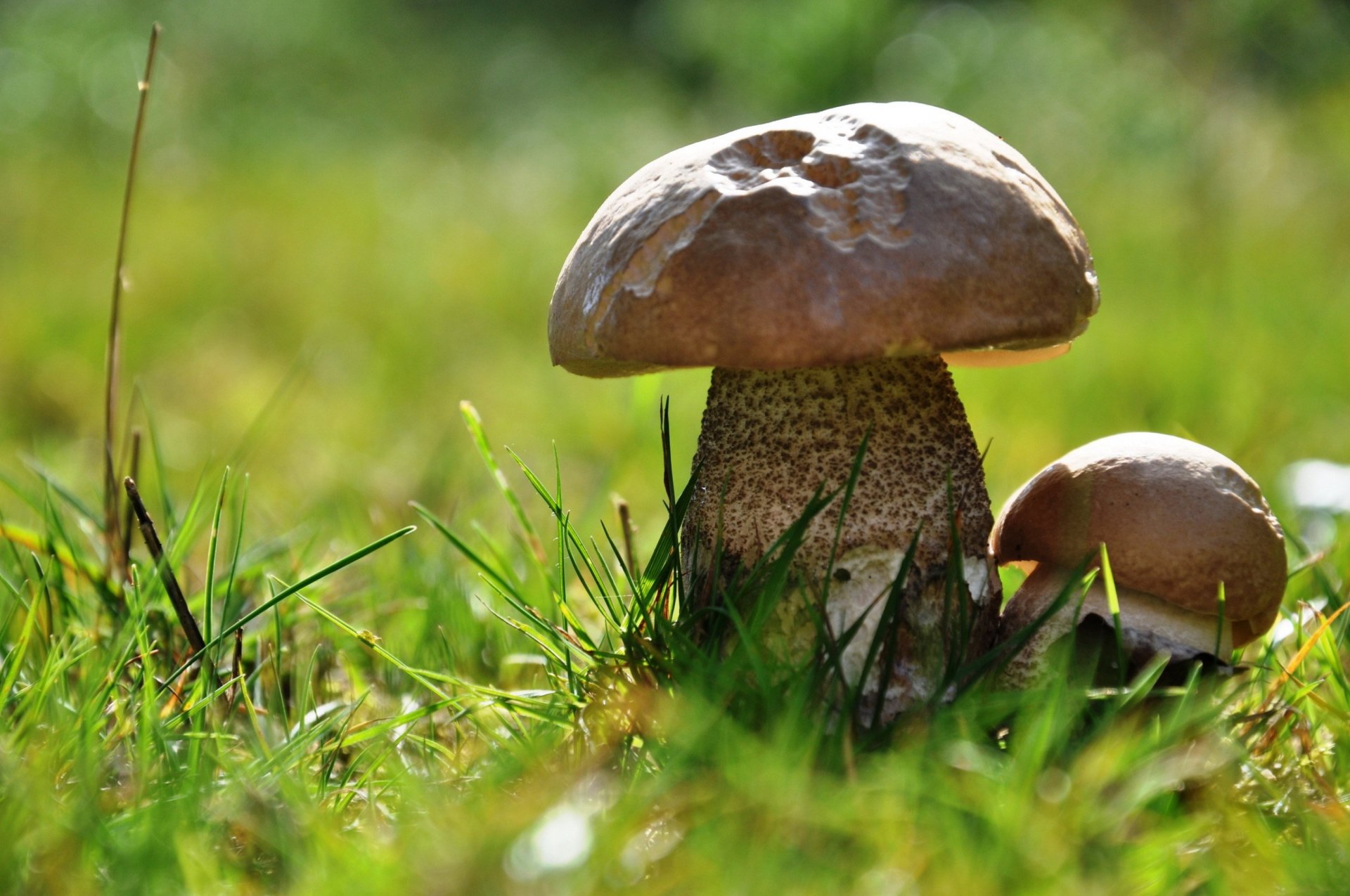 champignon champignons herbe gros plan bokeh slpka jambe