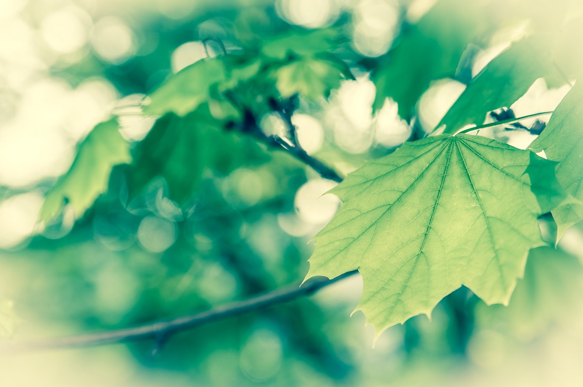 close up spring foliage green vanilka