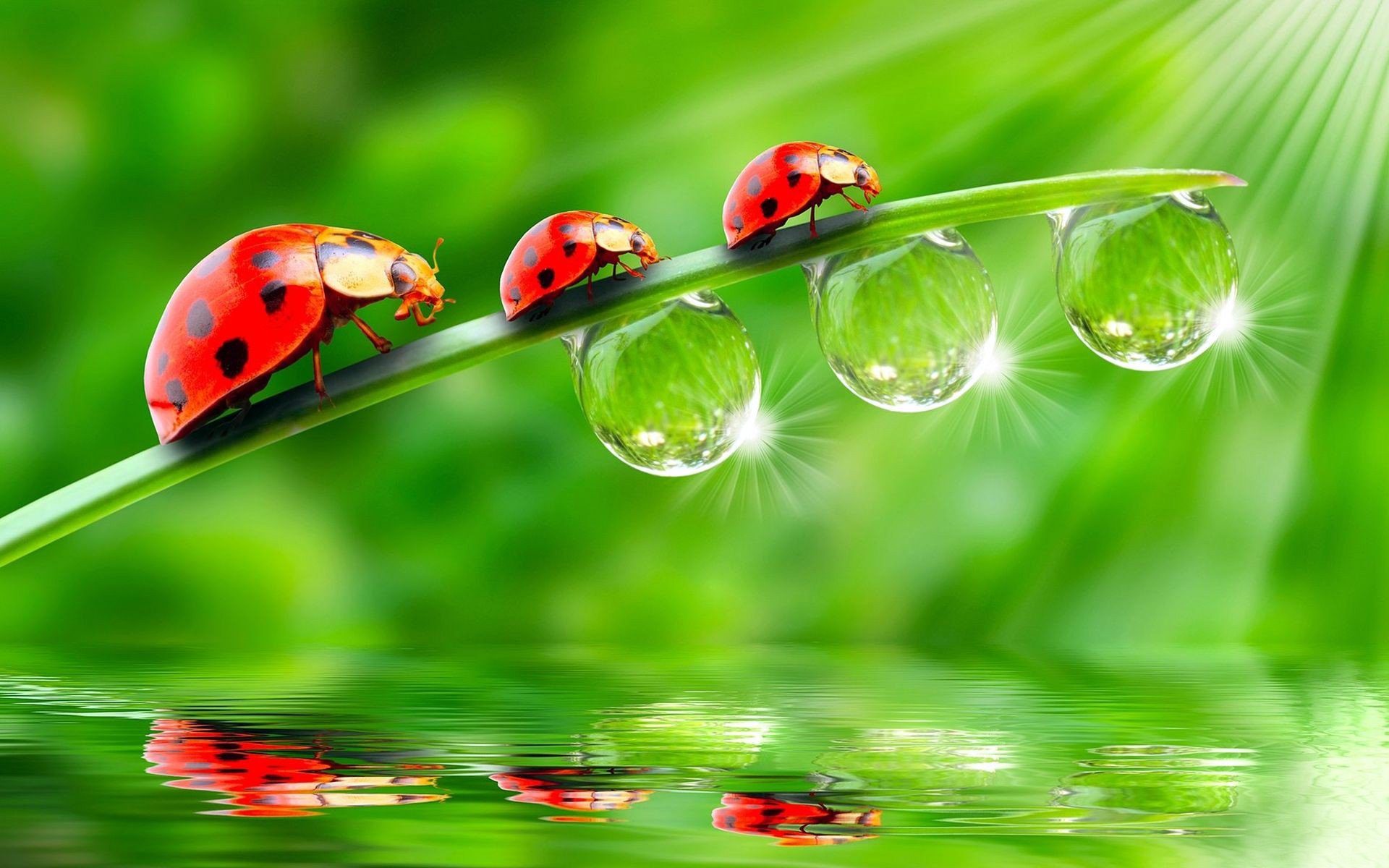 background the stem ladybug trio three surface reflection water drops rosa light ray