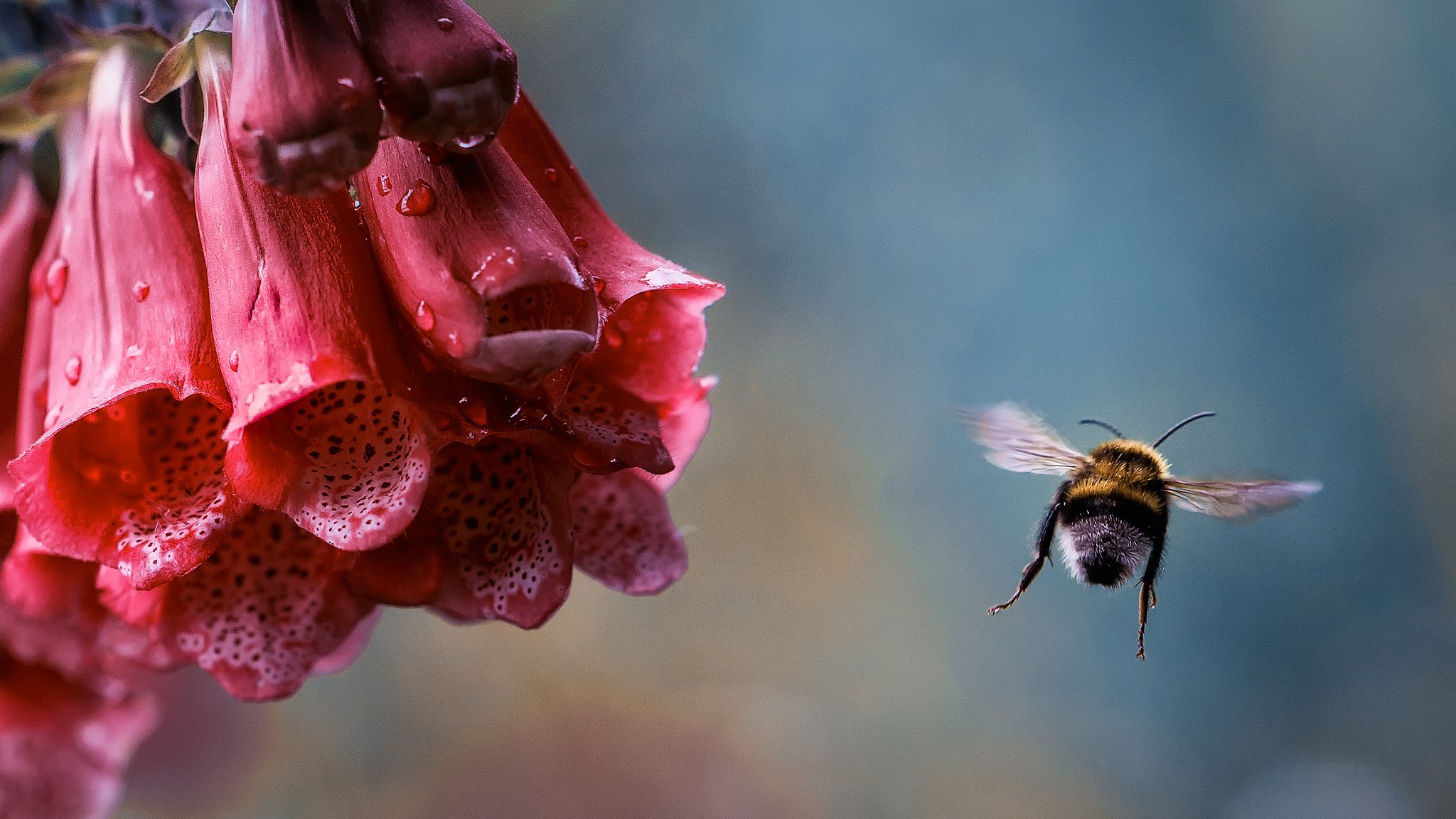 makro blume hummel insekt fliegen tropfen tau