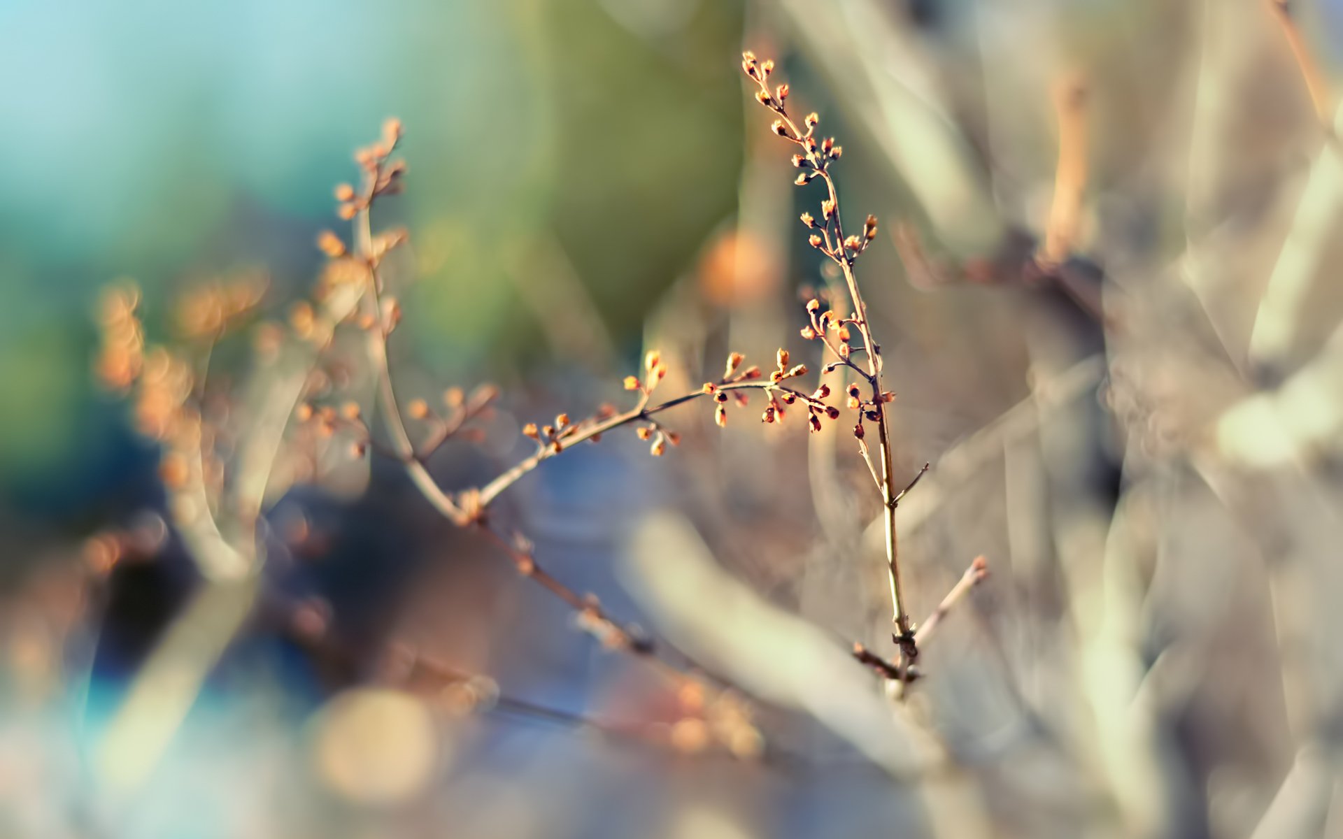 brindilles nature printemps mise au point flou bokeh