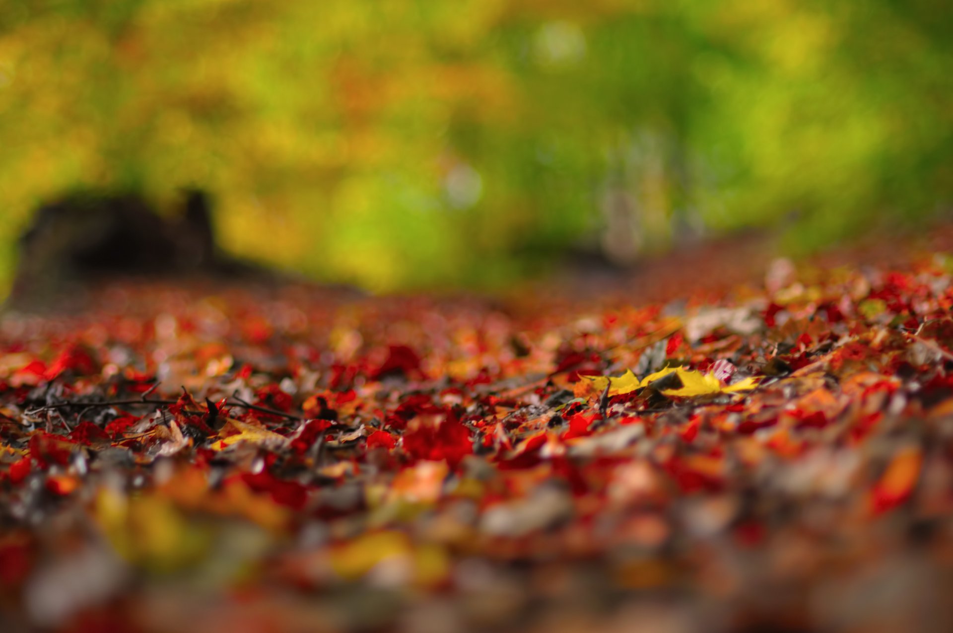 close up foliage reflections autumn blur