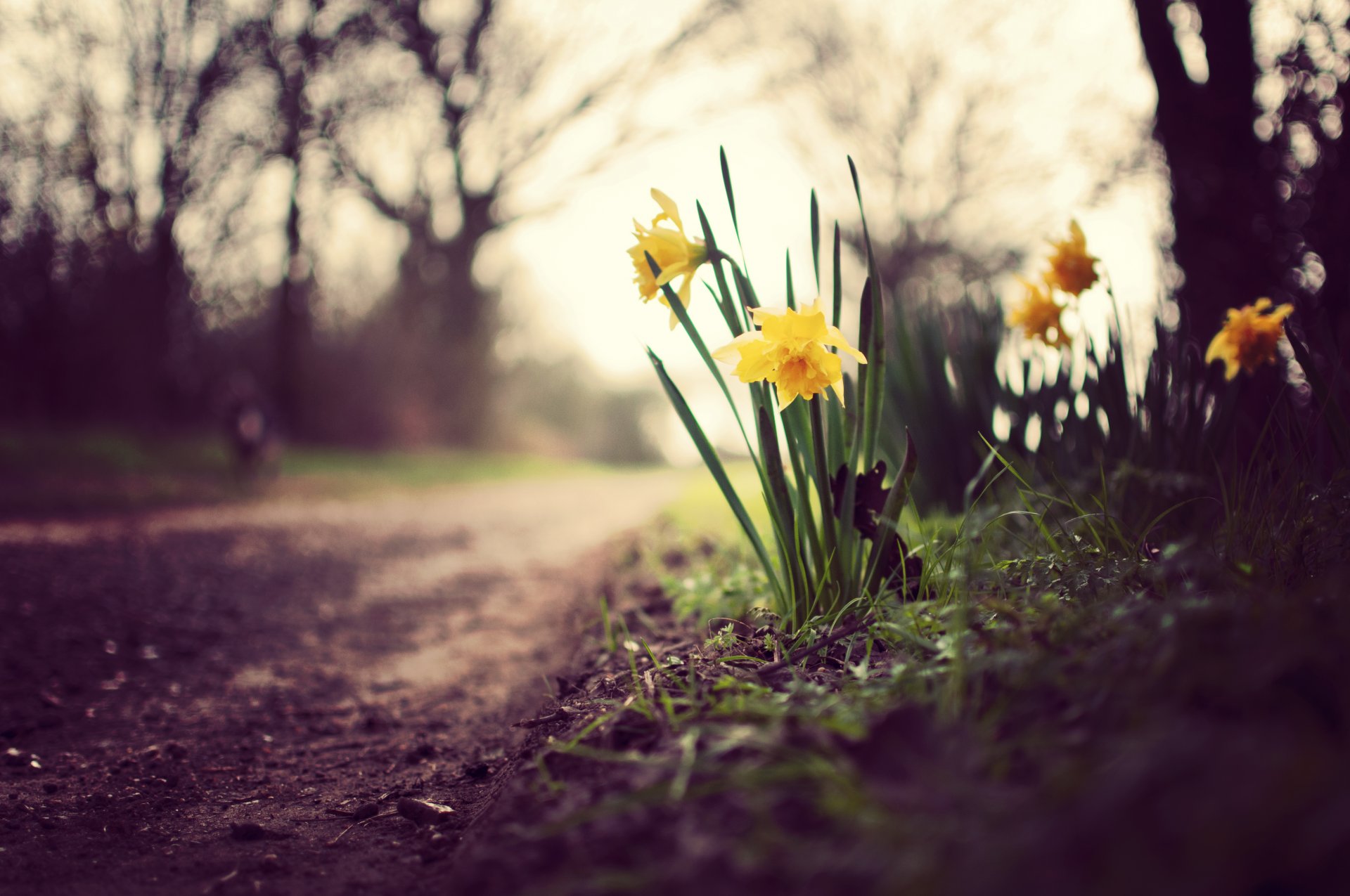 narcisi fiori erba piante verde foglie terra sentiero sentiero alberi rami cielo sfocatura natura primavera macro