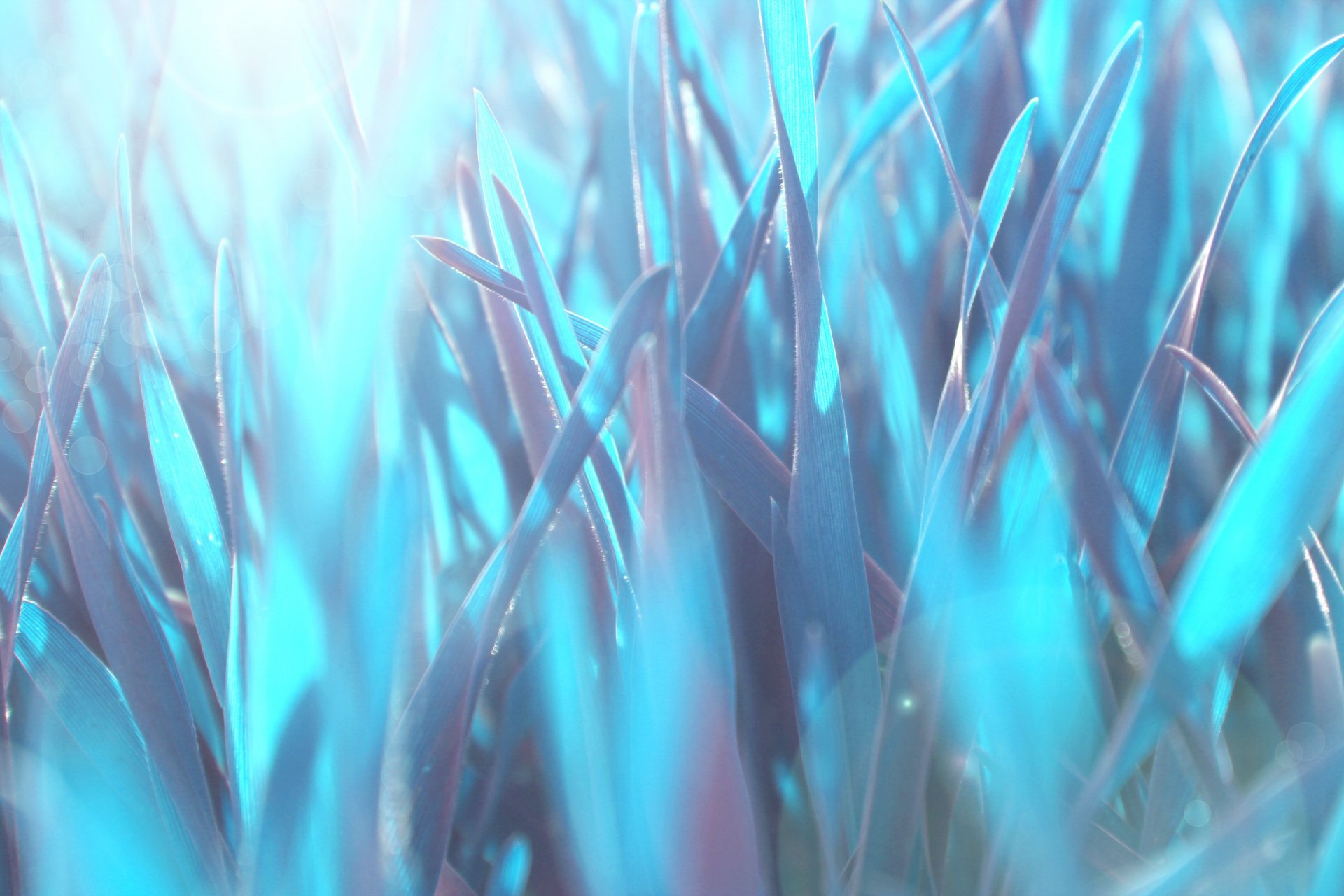 grass macro wallpaper blue light blue warmth nature