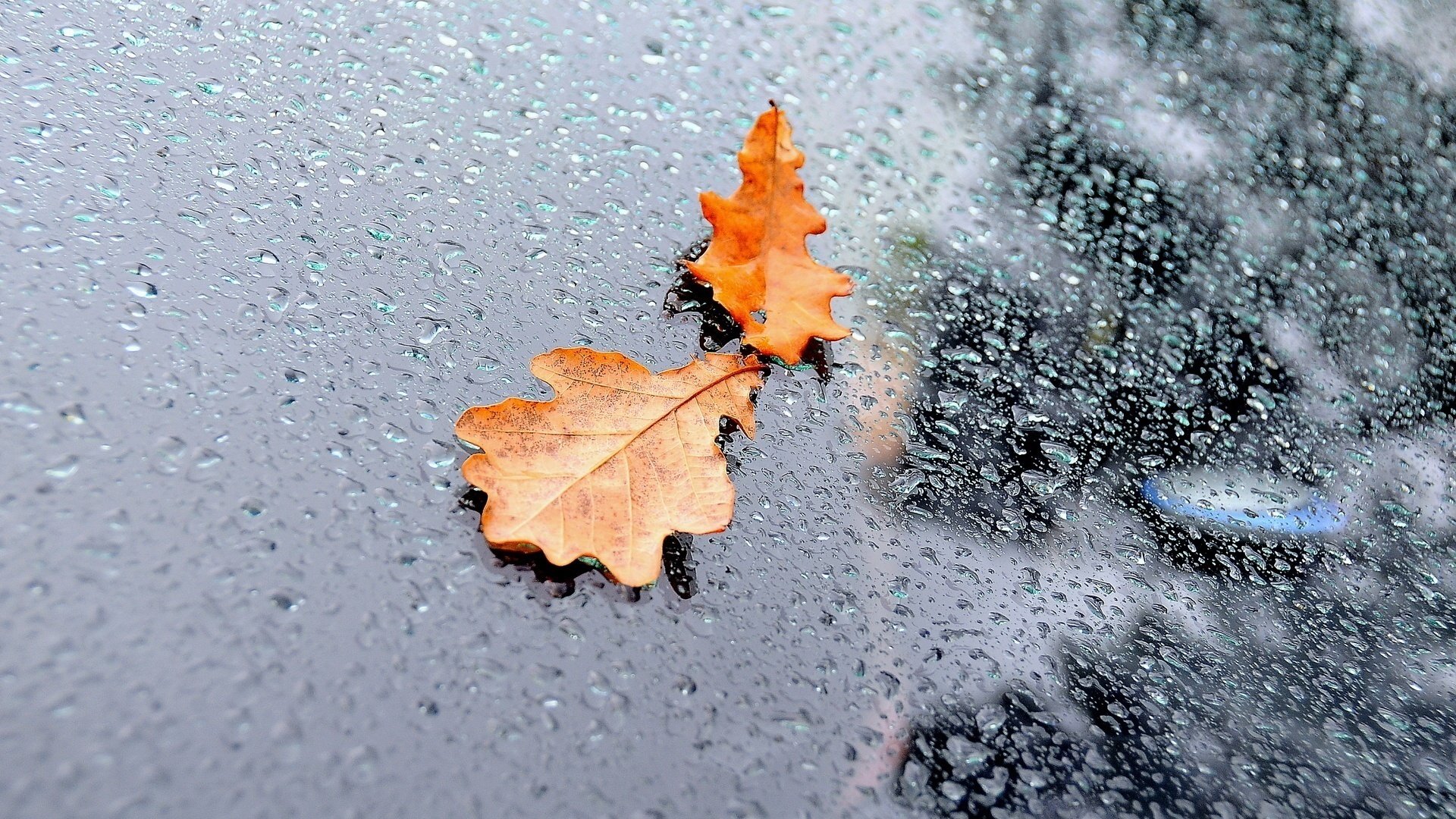 verre gouttes eau pluie feuilles automne