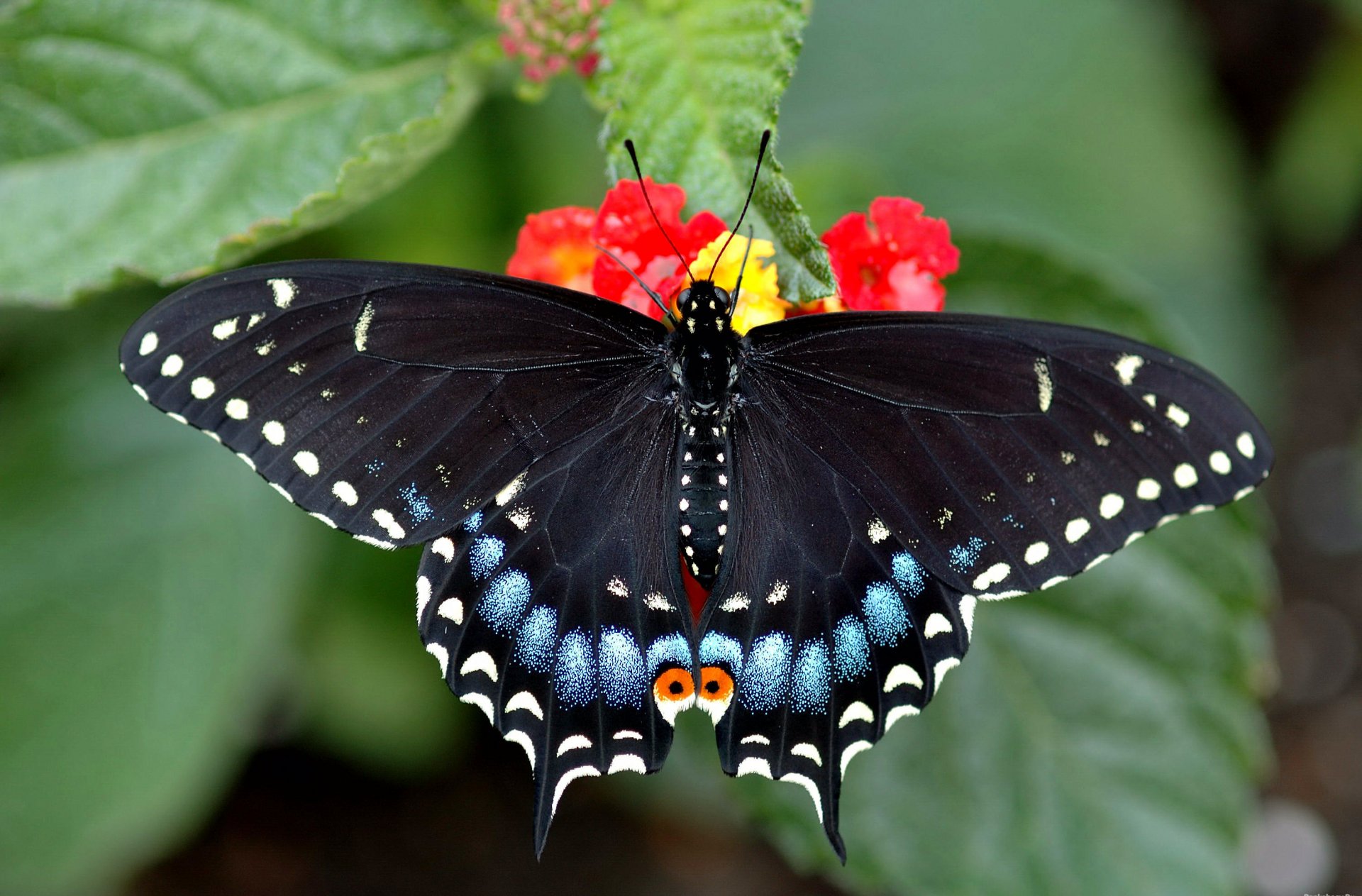 butterfly bright beautiful swallowtail sitting on flower pink