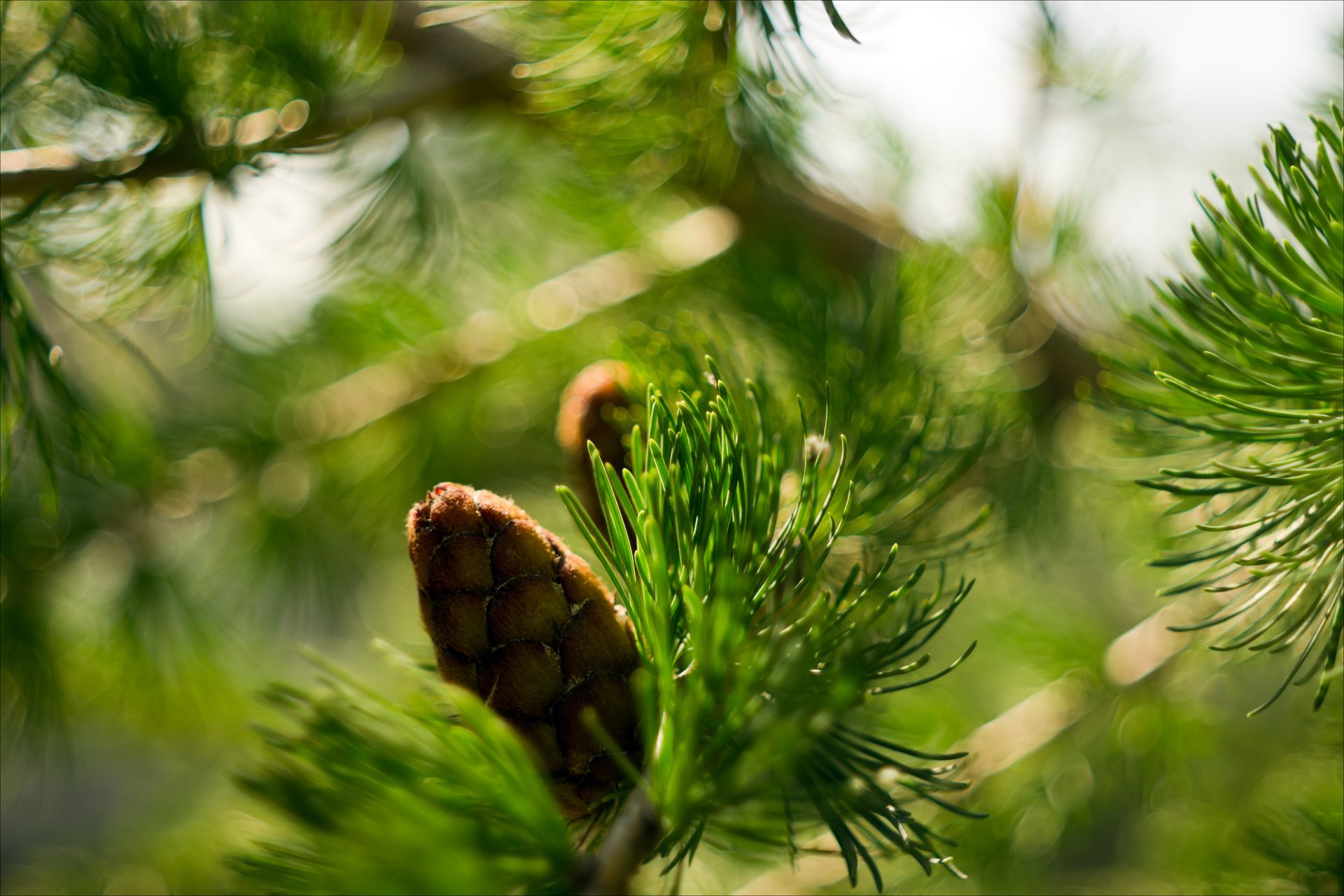 natura świerk makro gałąź szyszka bokeh