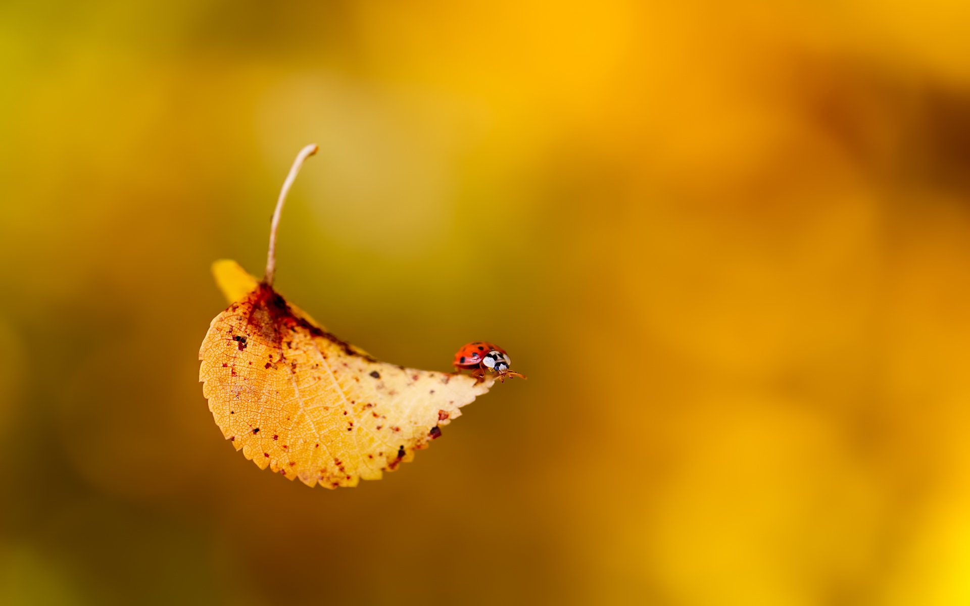 coccinelle coléoptère insecte feuille automne automne