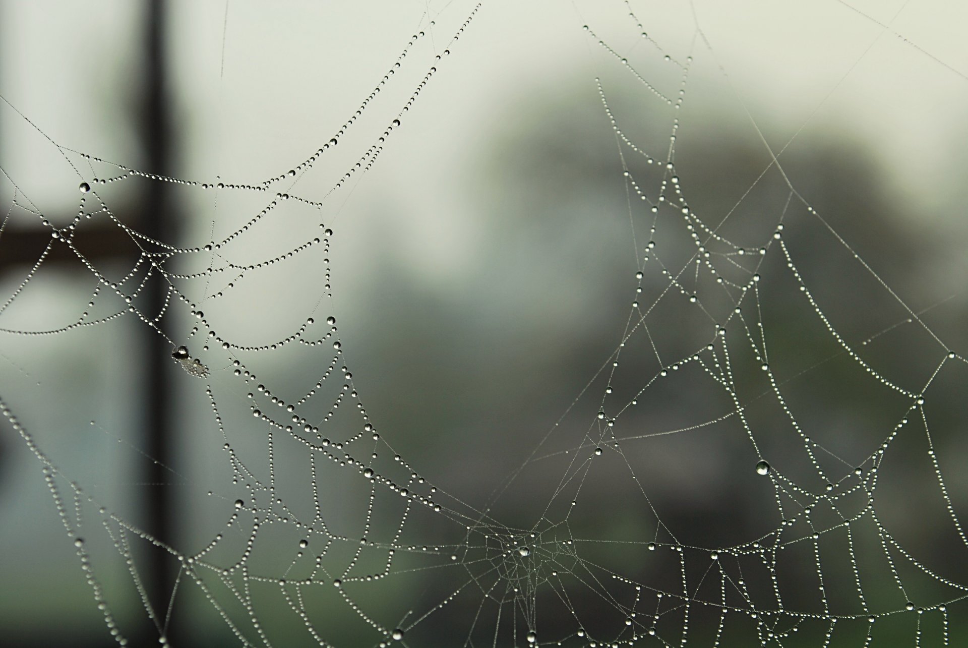 telaraña telaraña rocío gotas macro agujeros agujeros rasgado