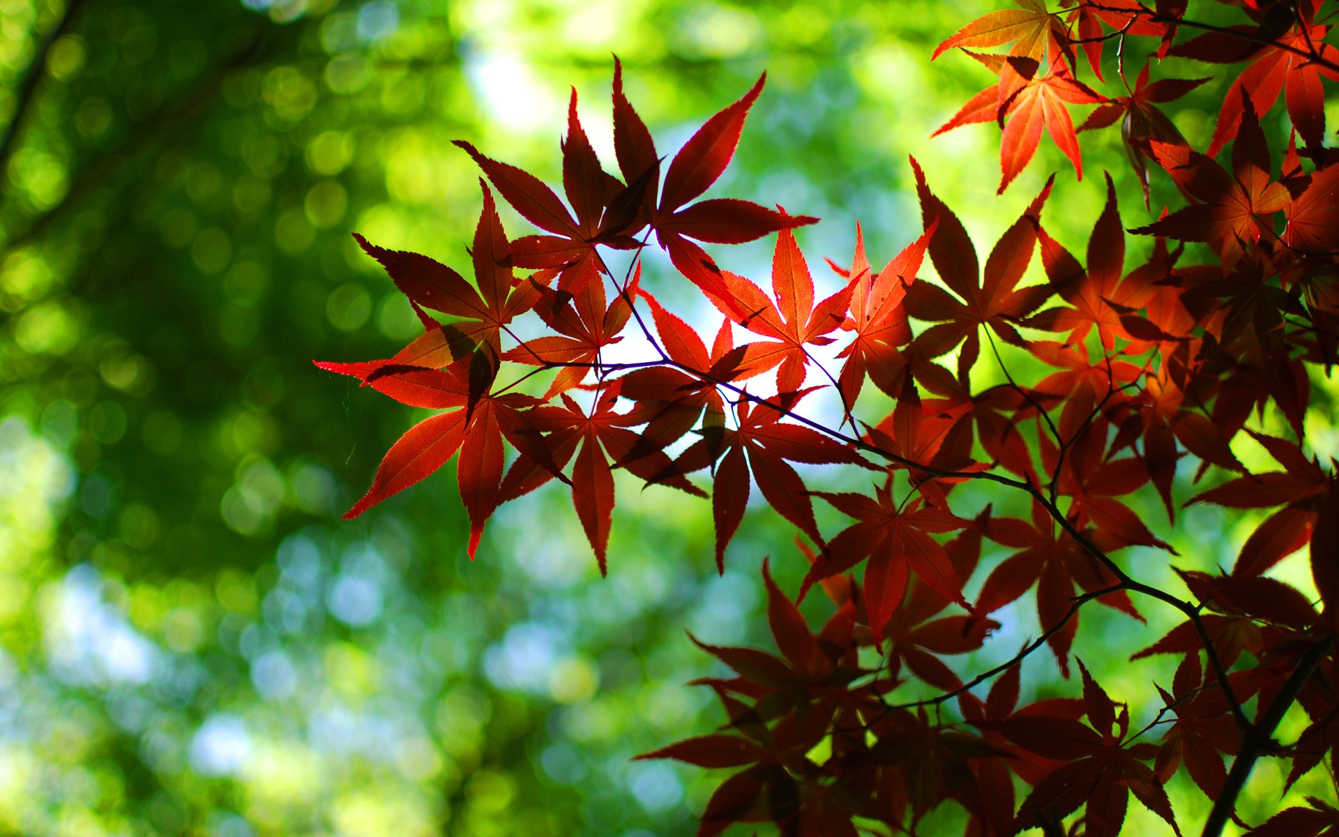 macro papier peint nature rouge vert bokeh papier peint feuilles papier peint feuille papier peint automne papier peint automne papier peint de bureau papier peint de bureau meilleur fond d écran économiseurs d écran fonds d écran widescreen widescreen