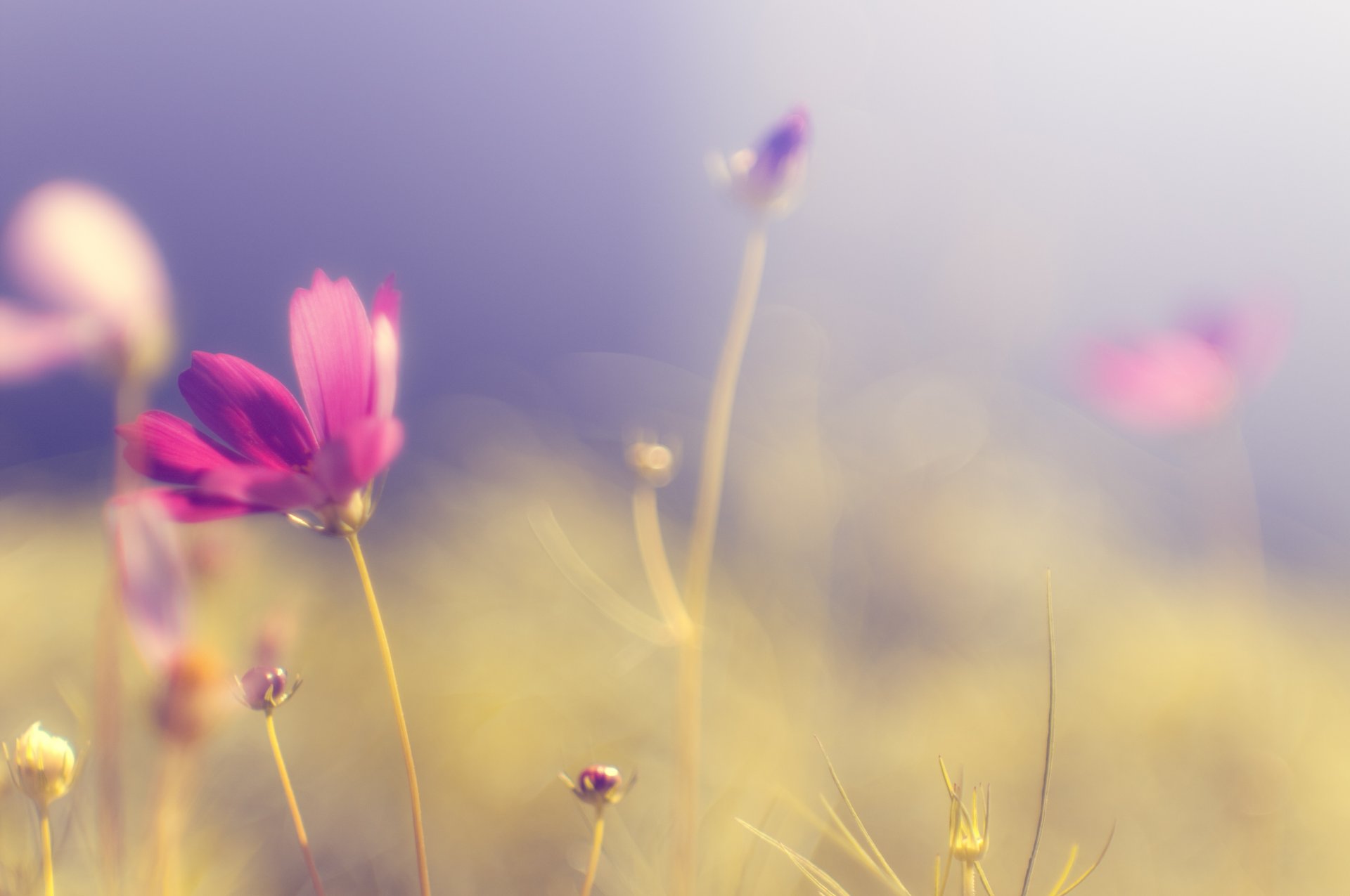 cosmea fleur rose lumineux pétales tige herbe plantes clairière champ couleurs ciel lumière soleil chaleur flou tendresse gros plan