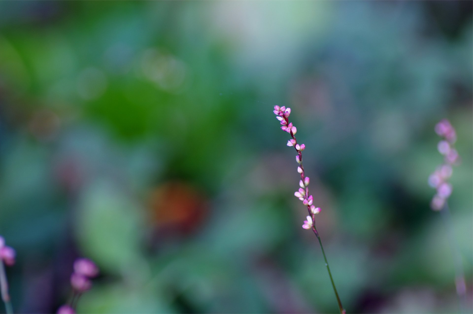 branch pink buds flower close up blur