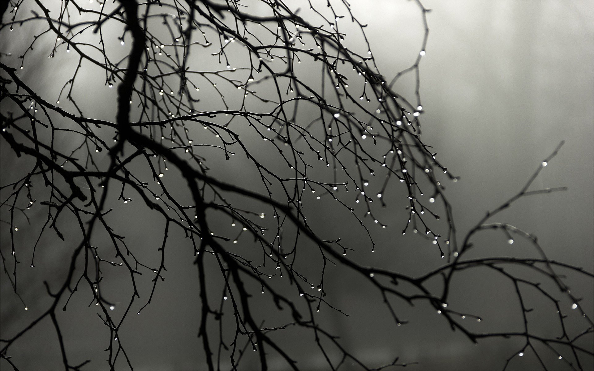 pluie gouttes branches brouillard