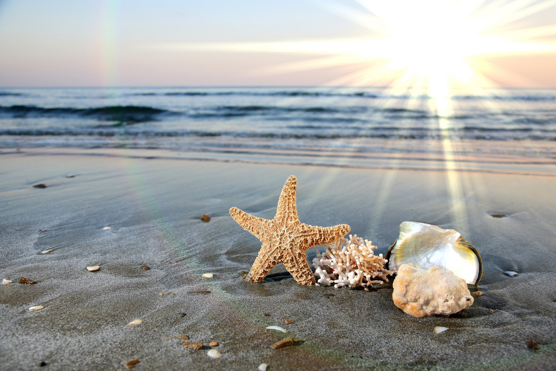 eashells starfish sea ocean waves water sand beach shore surf sky clouds horizon