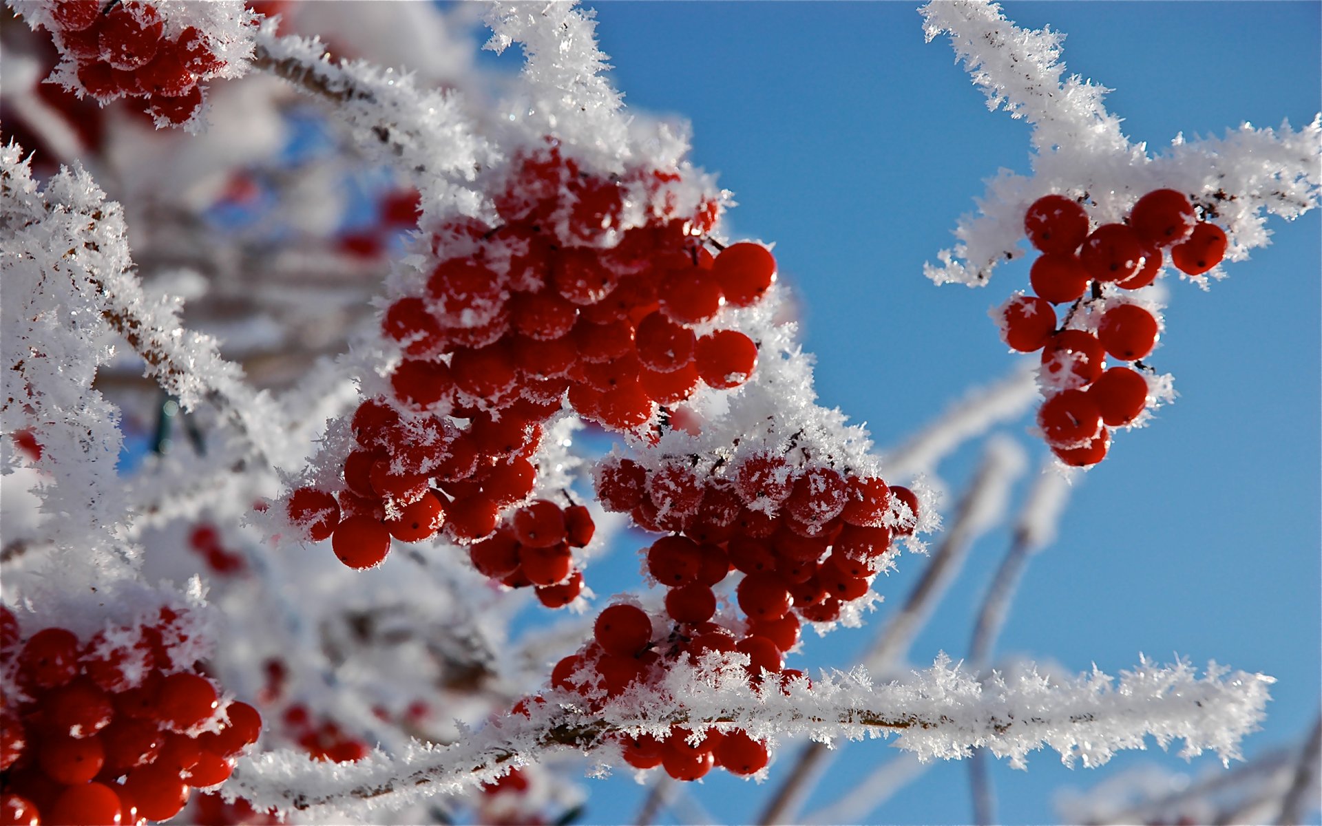 close up berries branches frost snow