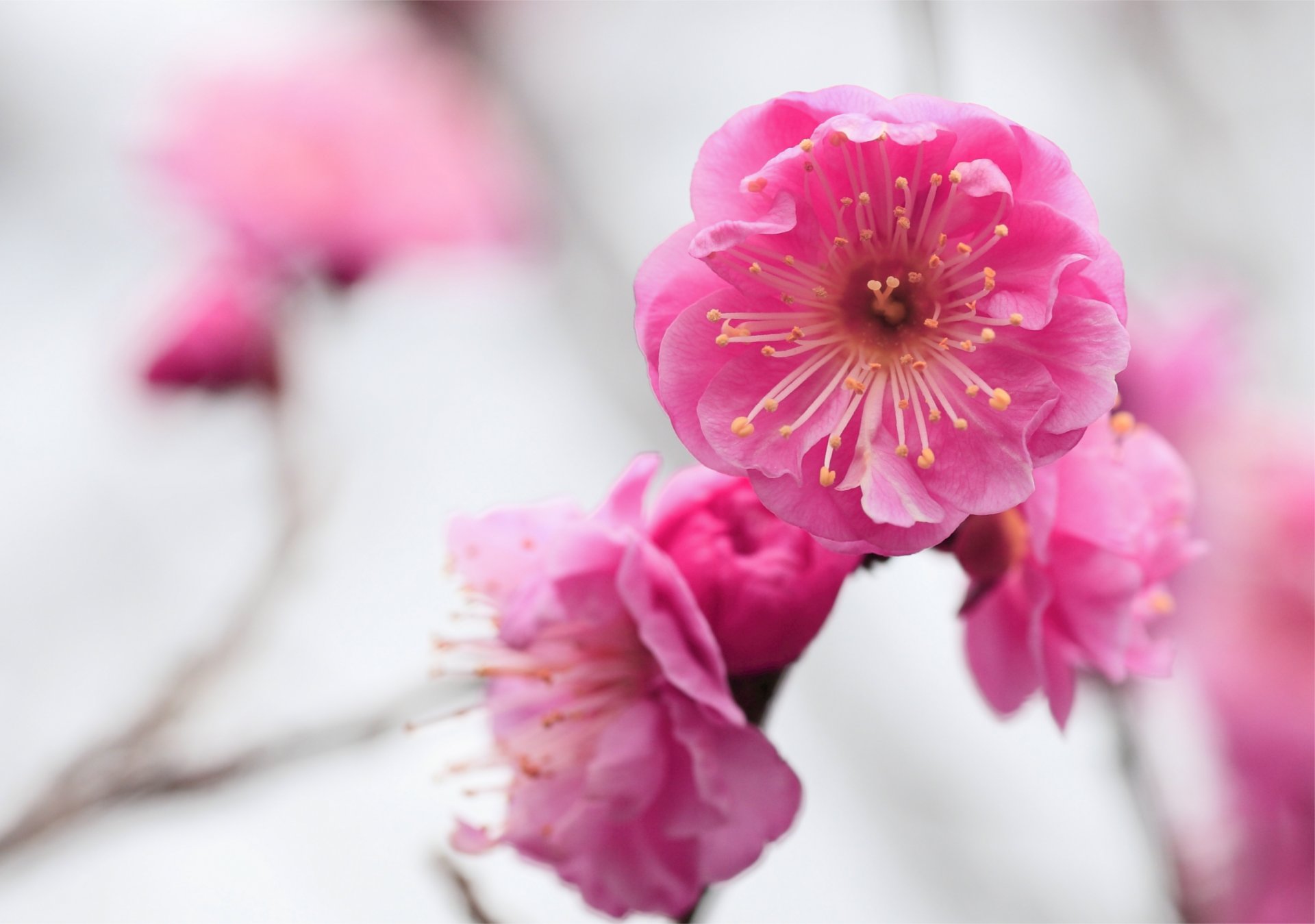 abricot fleurs rose floraison branche macro flou mise au point