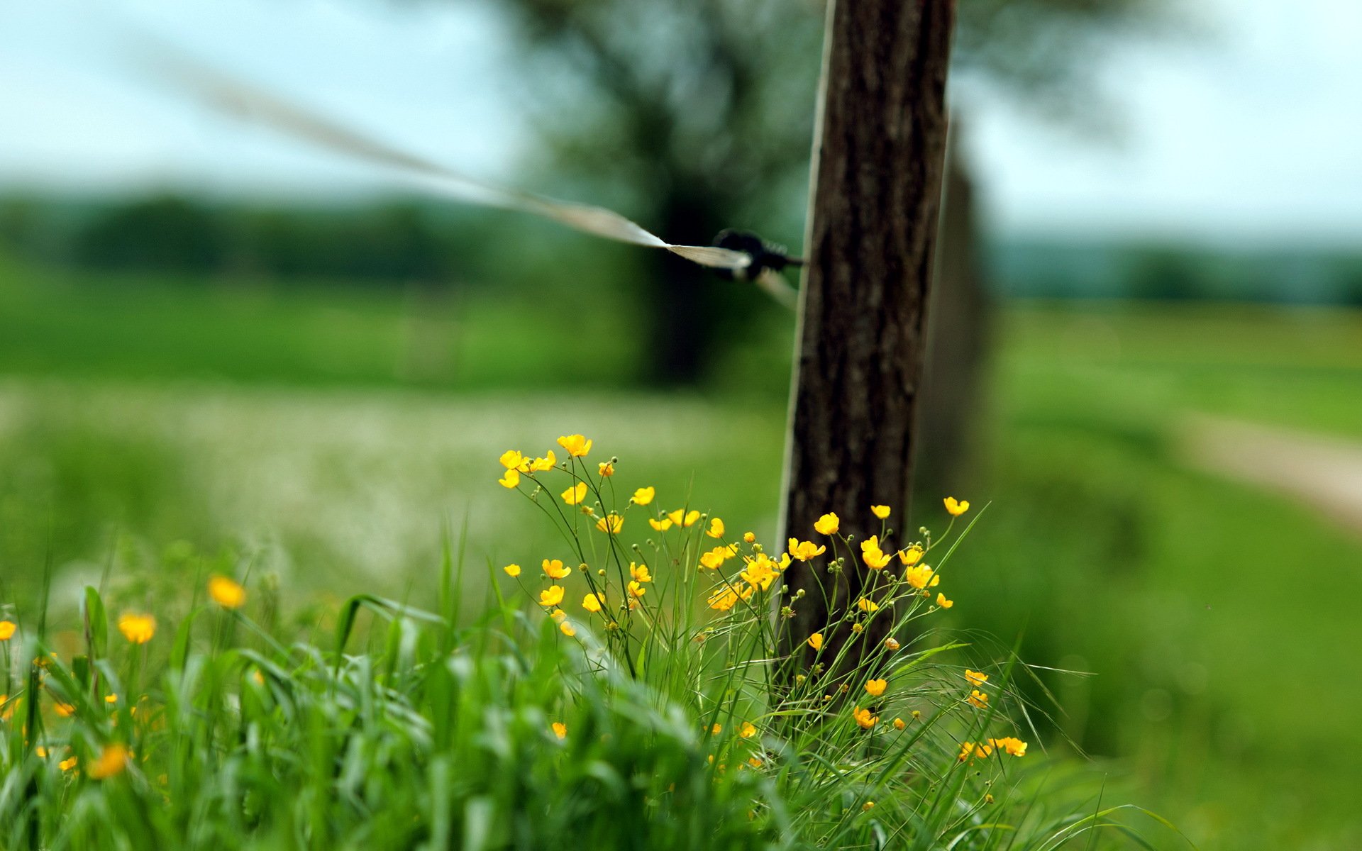 clôture herbe gros plan