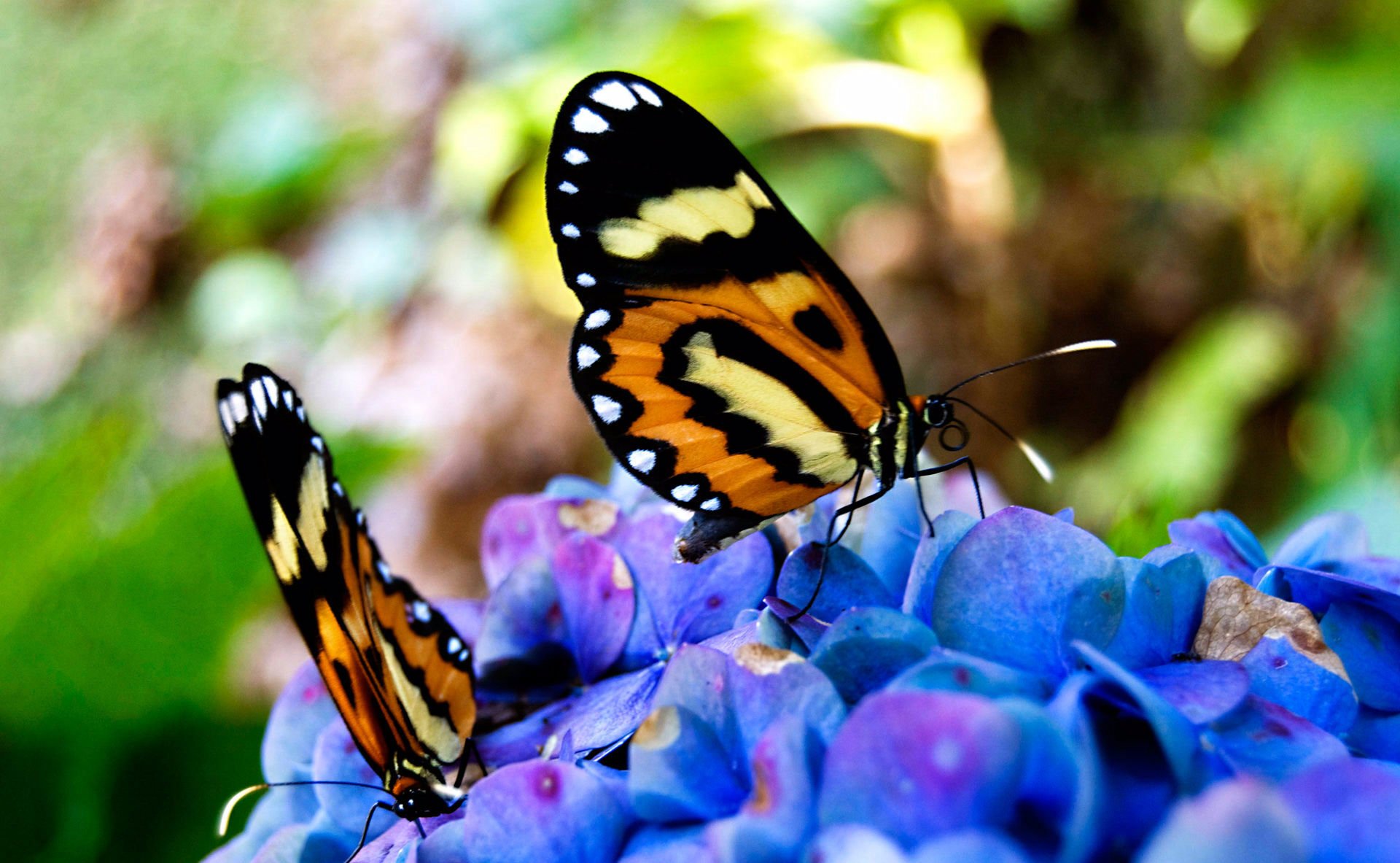 mariposas hermoso sentado en las flores