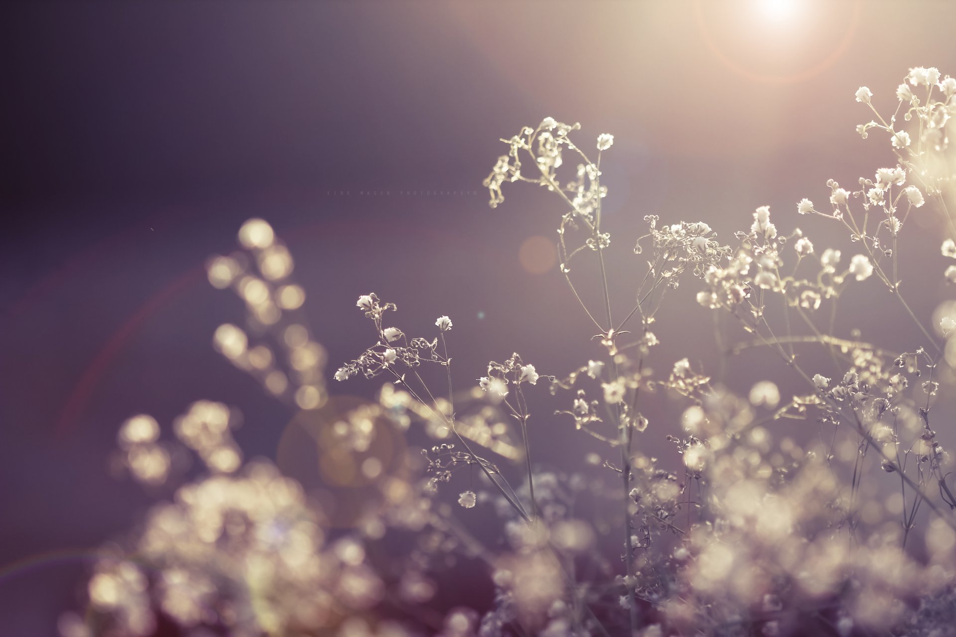 flower dry dry flowers plant light sun rays nature close up