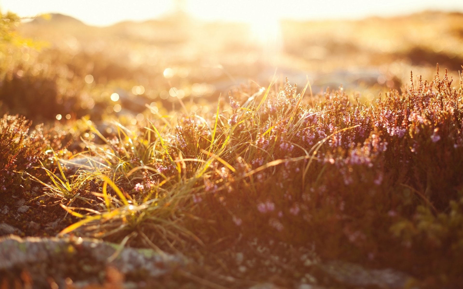 makro natur licht gras bokeh makro 2560x1600