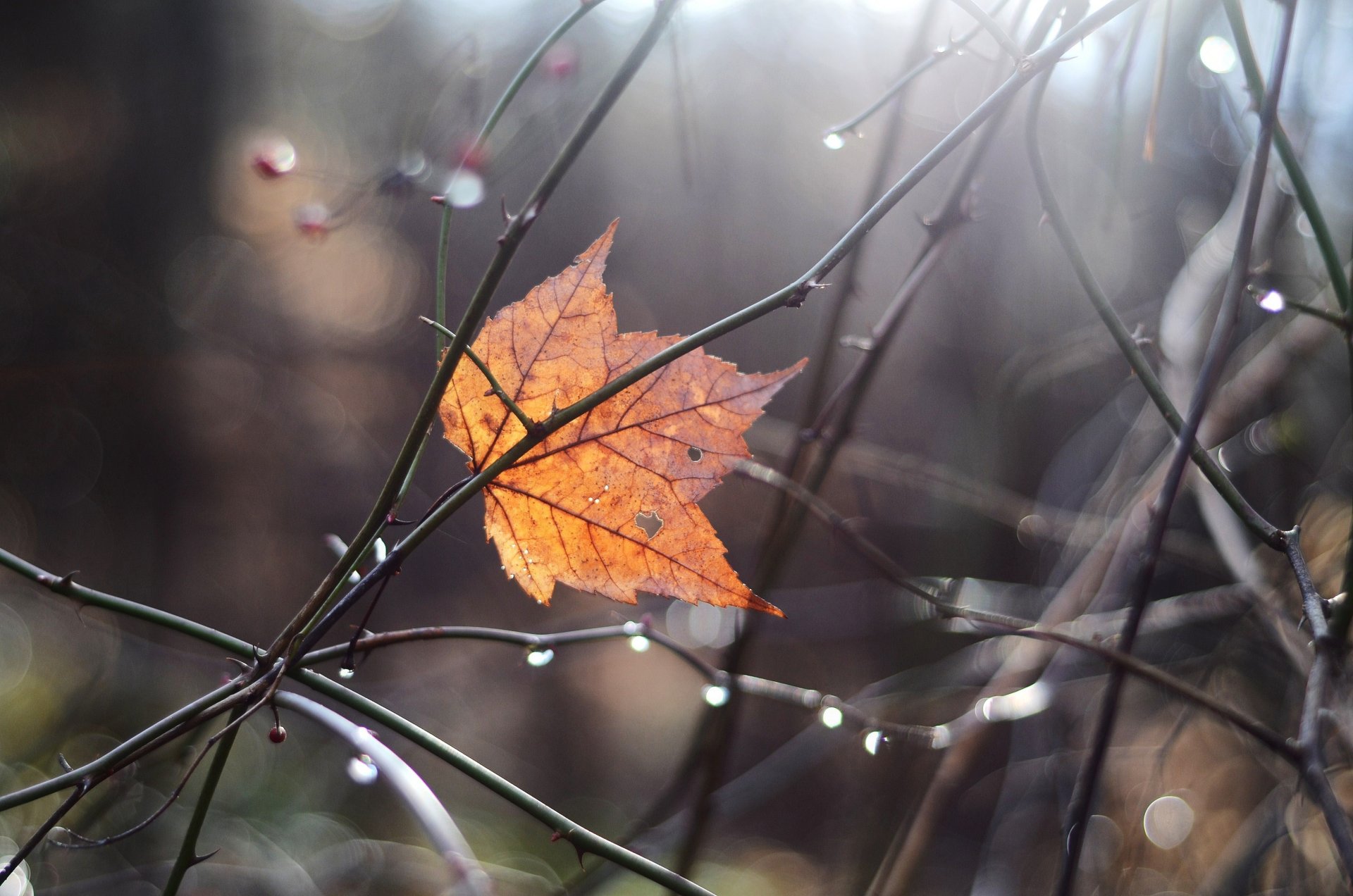 close up branches reflections autumn sheet