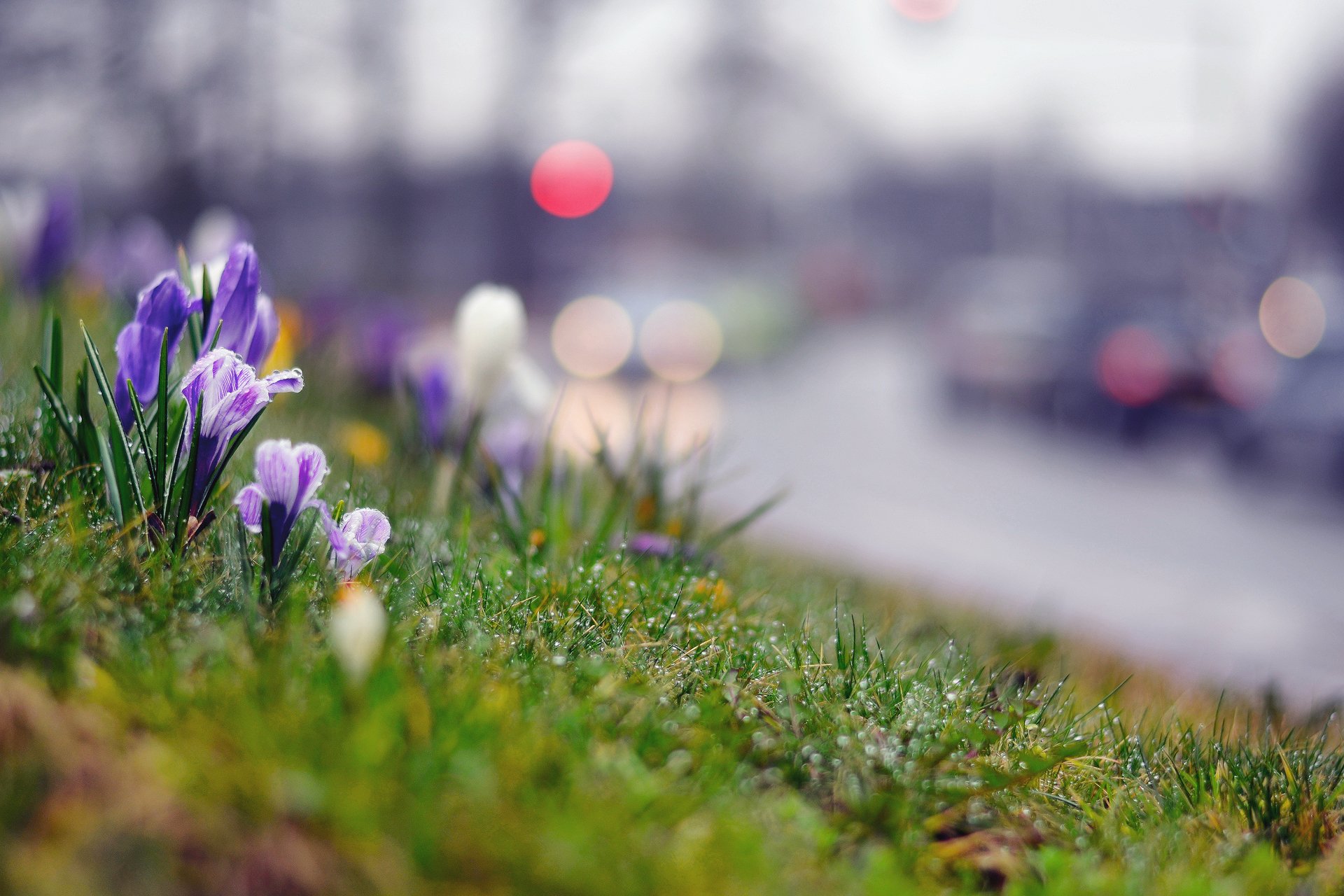 macro primavera erba gocce crochi dopo la pioggia città auto grigiore abbagliamento