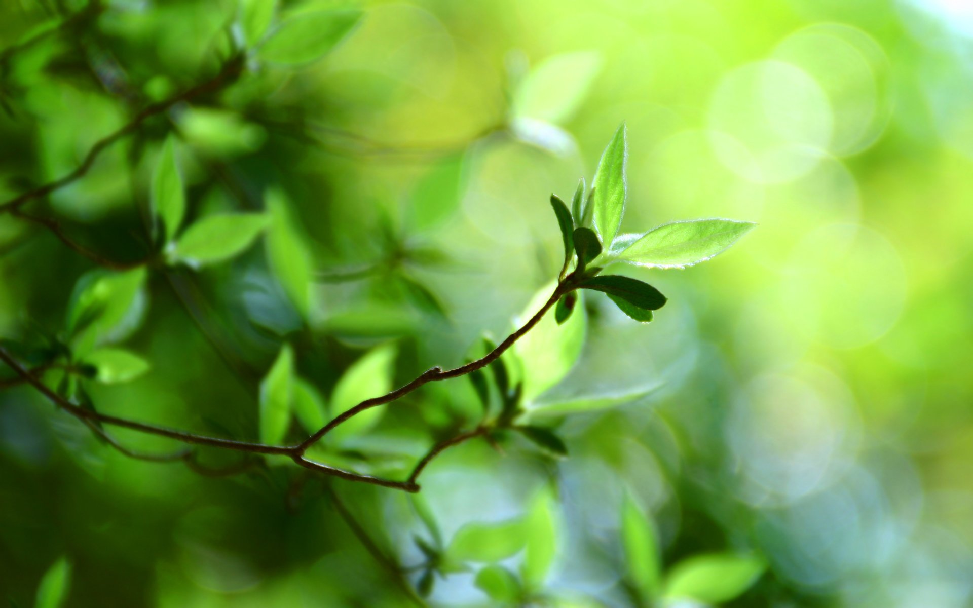 bokeh wallpaper macro bokeh green leaves green leaf plant greenery leaf leaf leaves leaves leaves foliage spring spring wallpaper summer summer wallpaper blur blur focus branch branches branch branches nature freshness parks forests wallpaper for ra