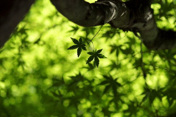 Maple branch with green leaves