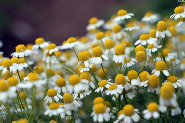 A handful of daisies in the field