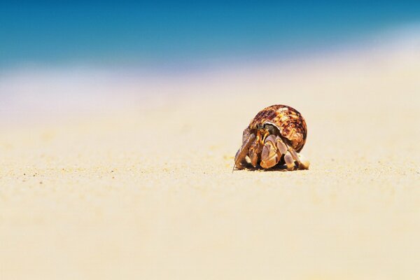 Crab crawling on the sand