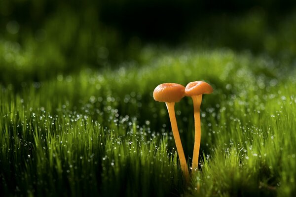 Makrofoto von Pilzen im Gras mit Tautropfen