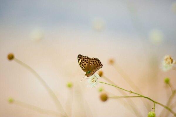 Ein Schmetterling sitzt auf einer weißen Blume