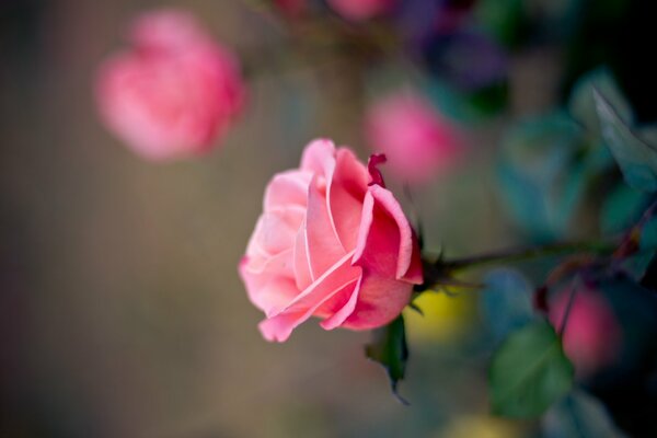 Fotografía macro del capullo de rosa de Rose