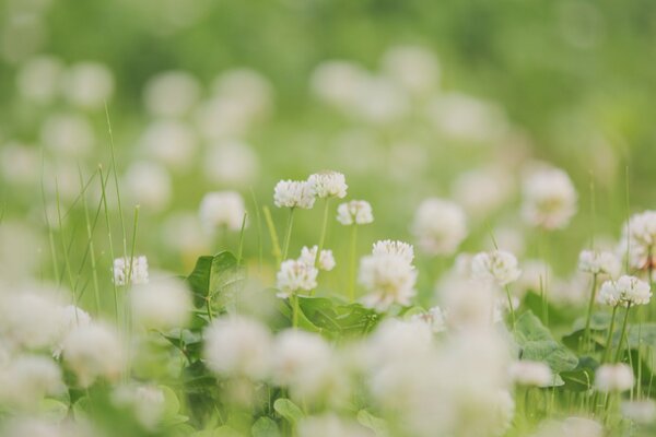 Kleeblüten auf einer Sommerlichtung